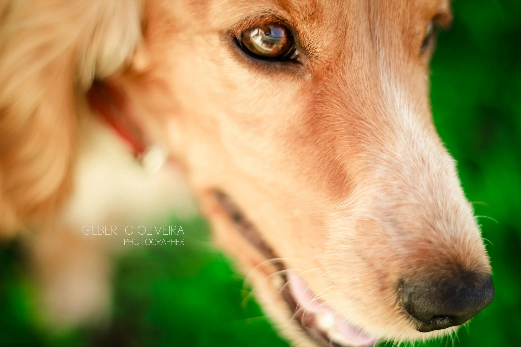 Photo by Flickr User: Gilberto-Oliveira