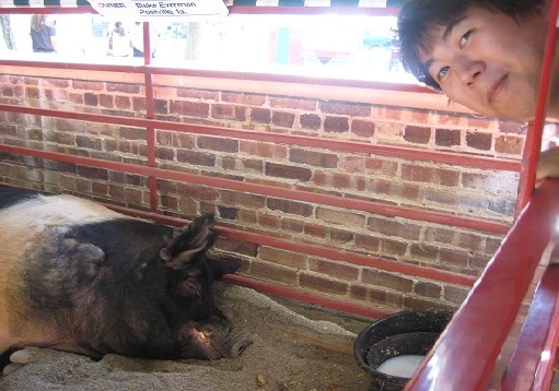 Iowa State Fair - Pig shown on the LEFT