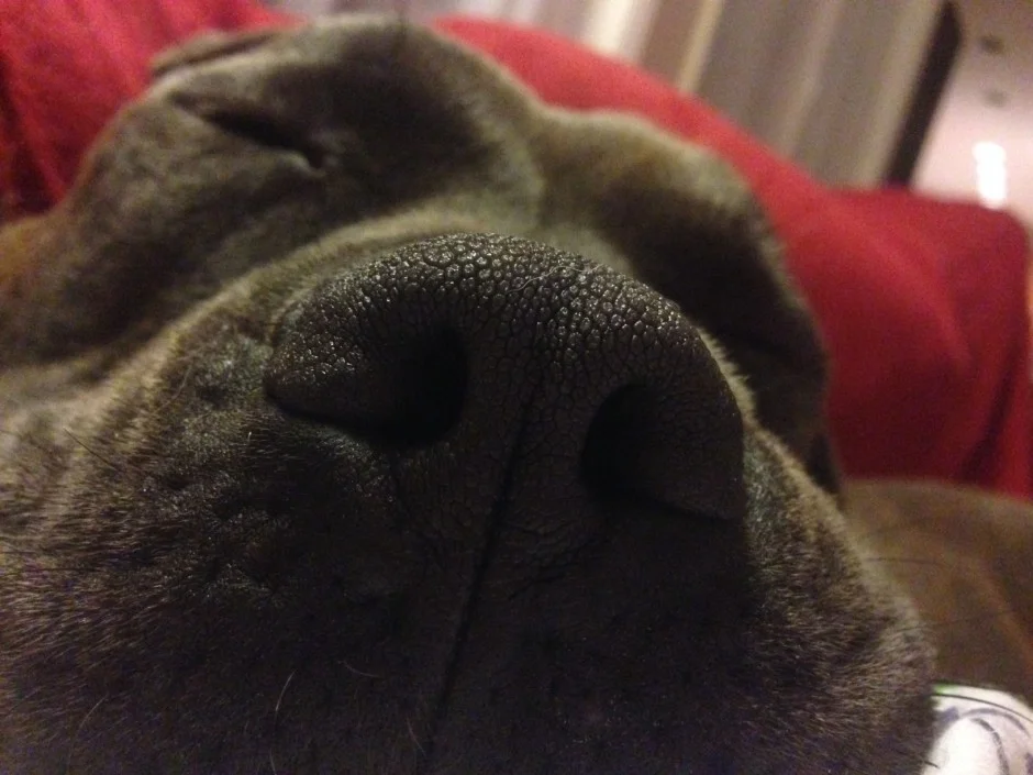 cropped-Biggles.jpg