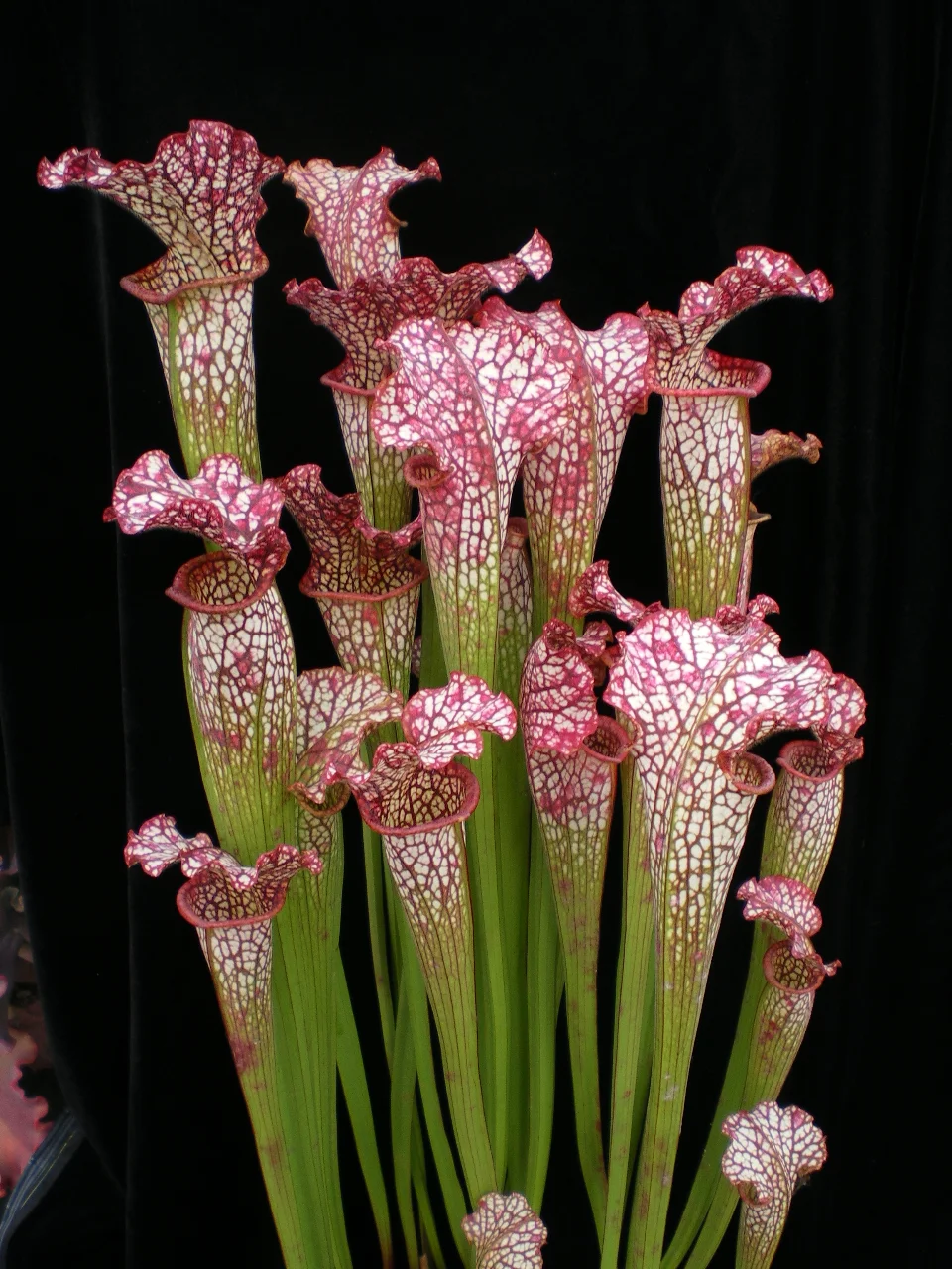 Sarracenia x Kilimanjaro
