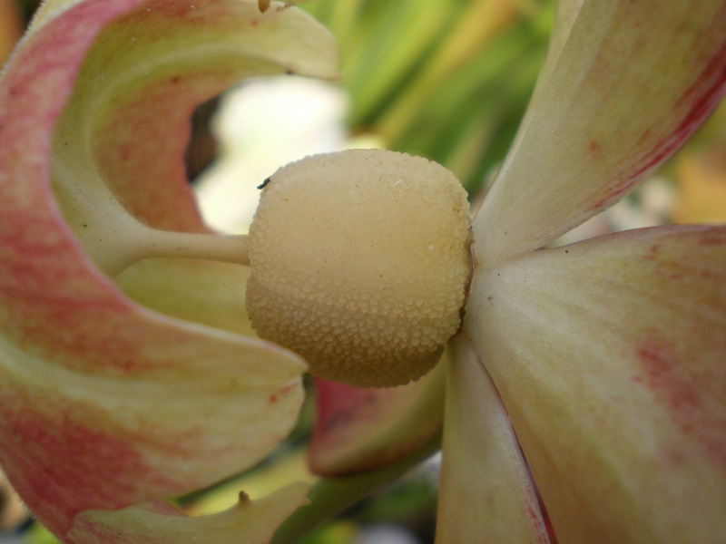 Sarracenia seed pod.jpg