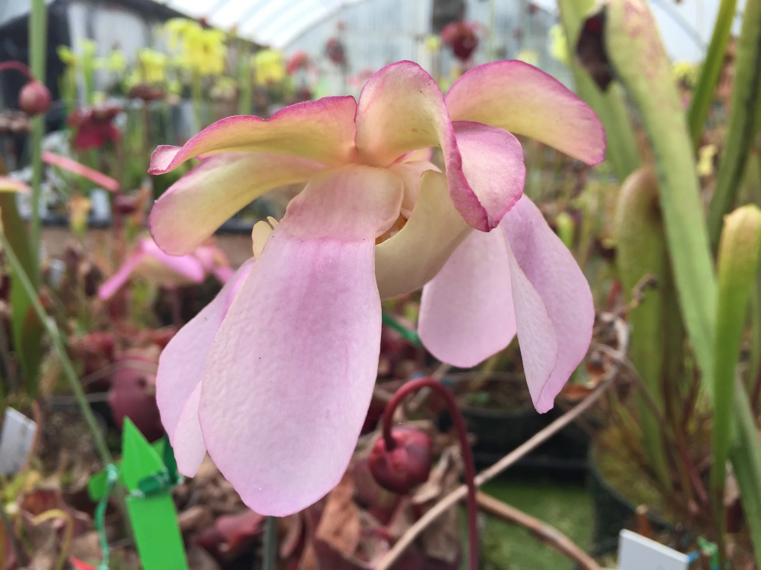 S. purpurea var. rosea