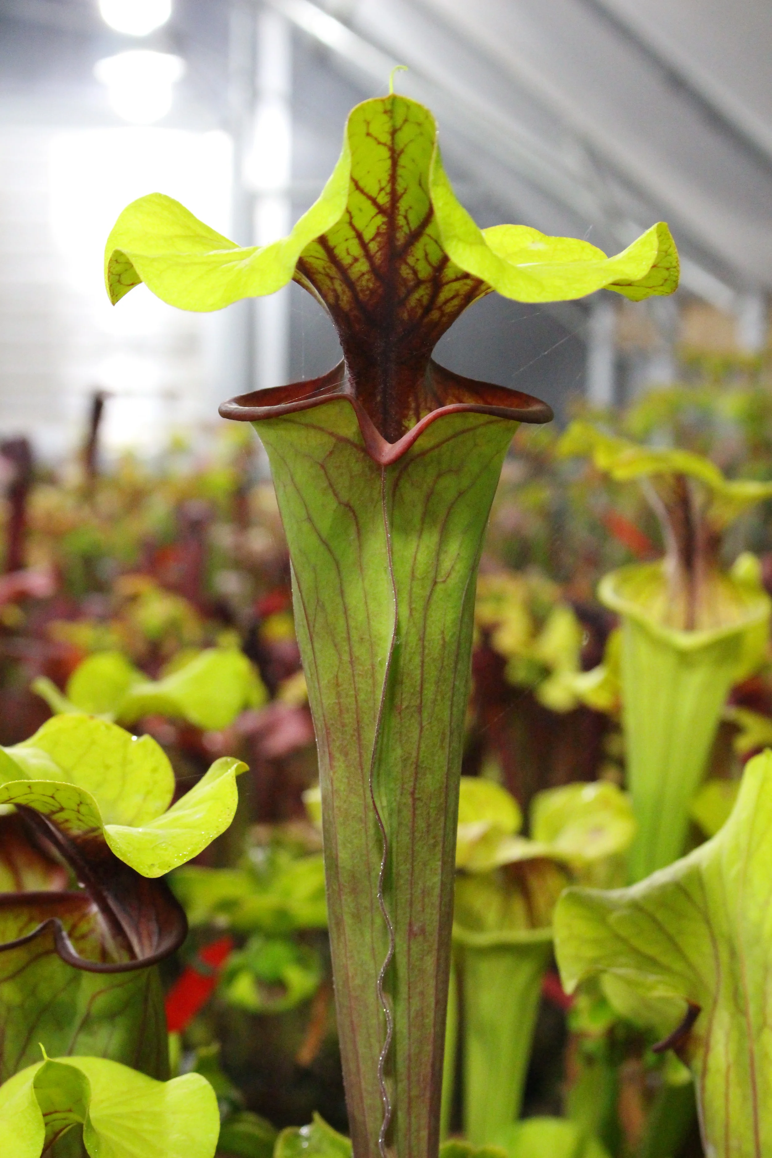Goliath — Jerry Addington's Sarracenia Sarracenia Jerry Addington's