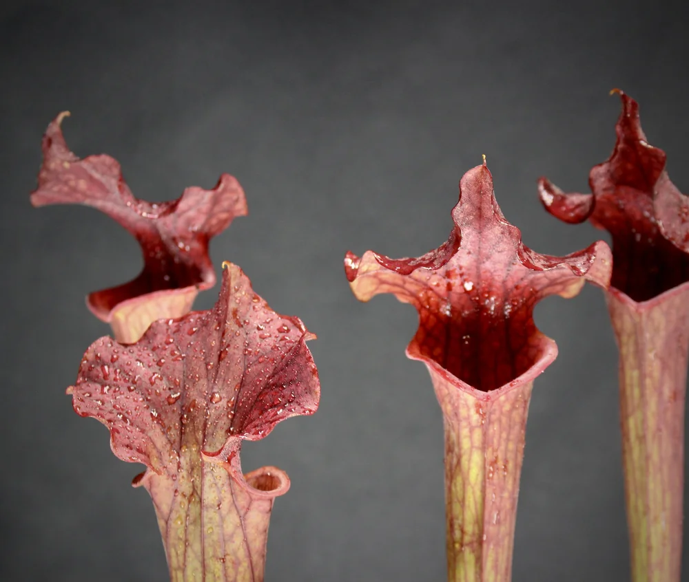 Sarracenia "Hank" photos
