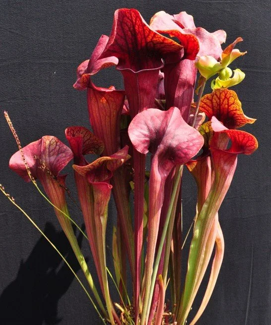 DSC_0045 (2)[945].JPG