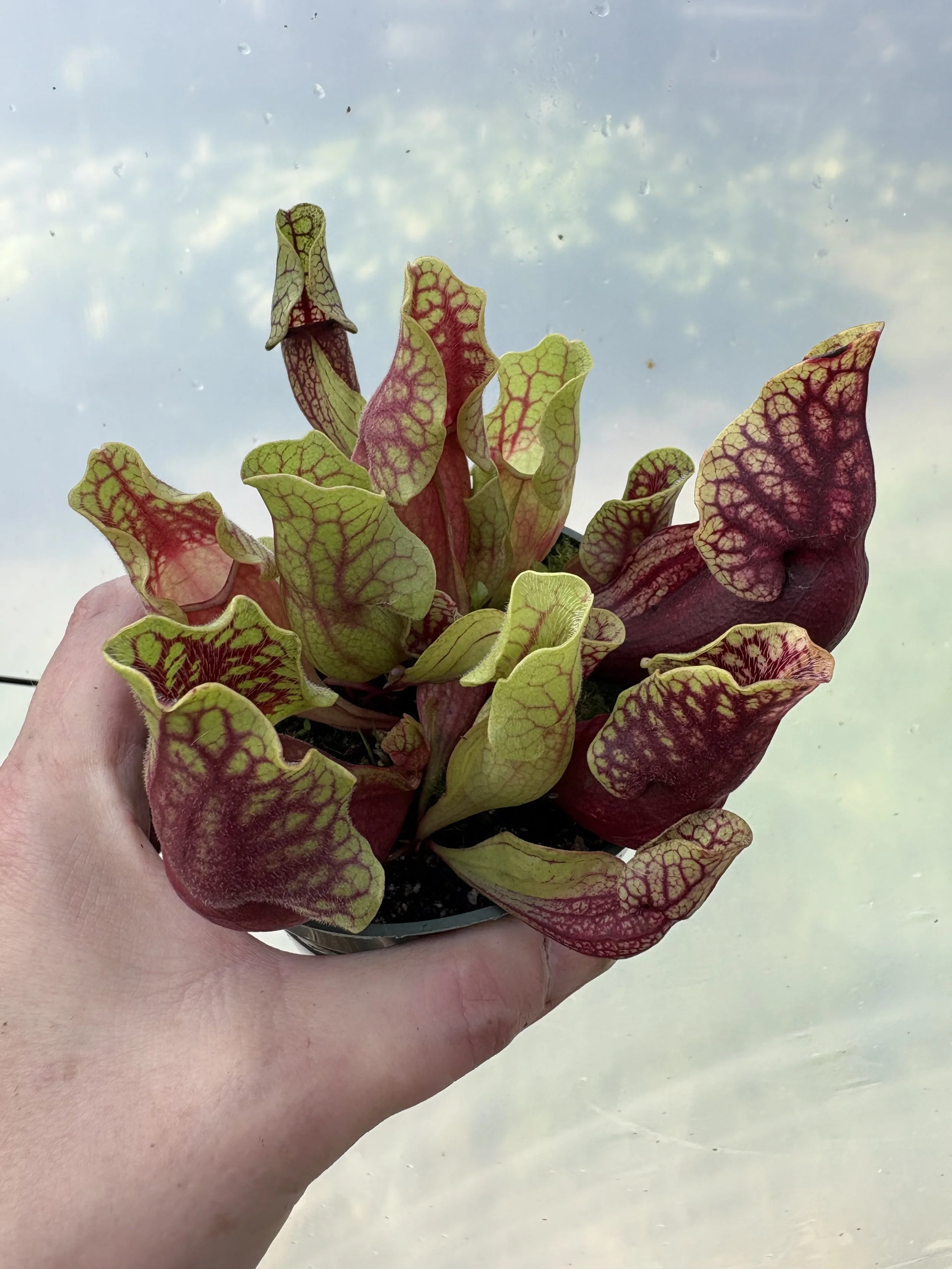 purpurea venosa ~Tatnall Cty.jpg