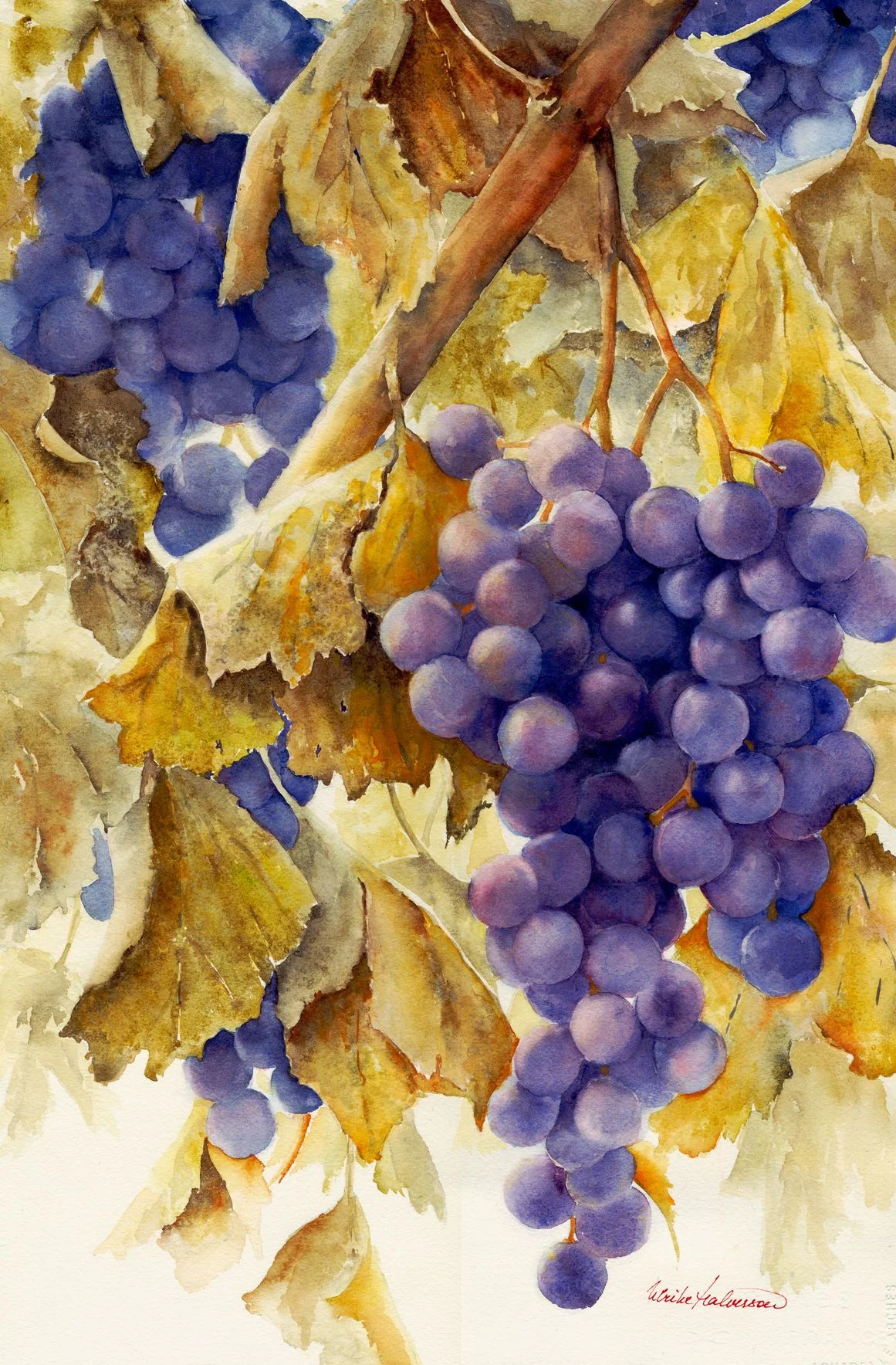 Late Harvest
