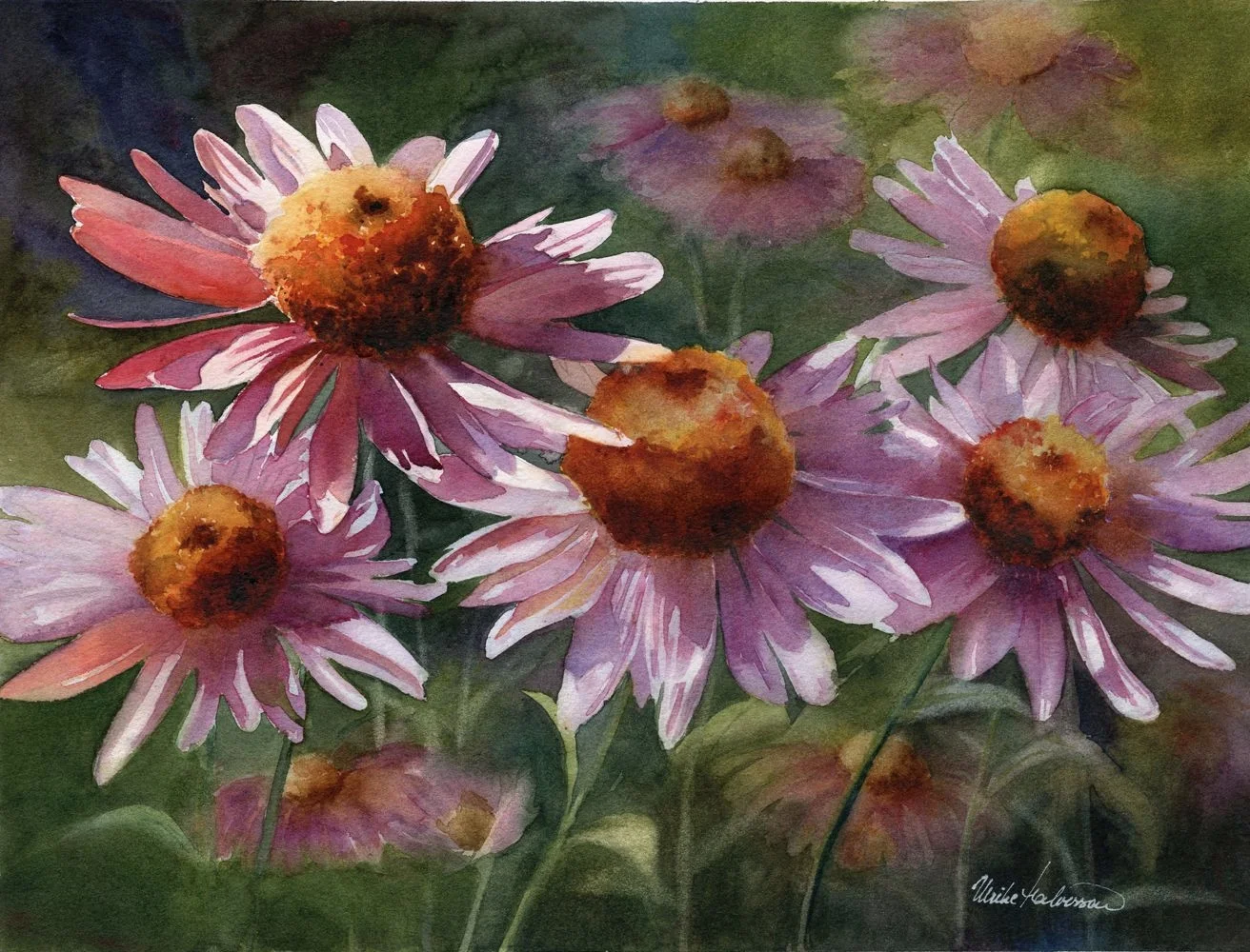 Echinacea