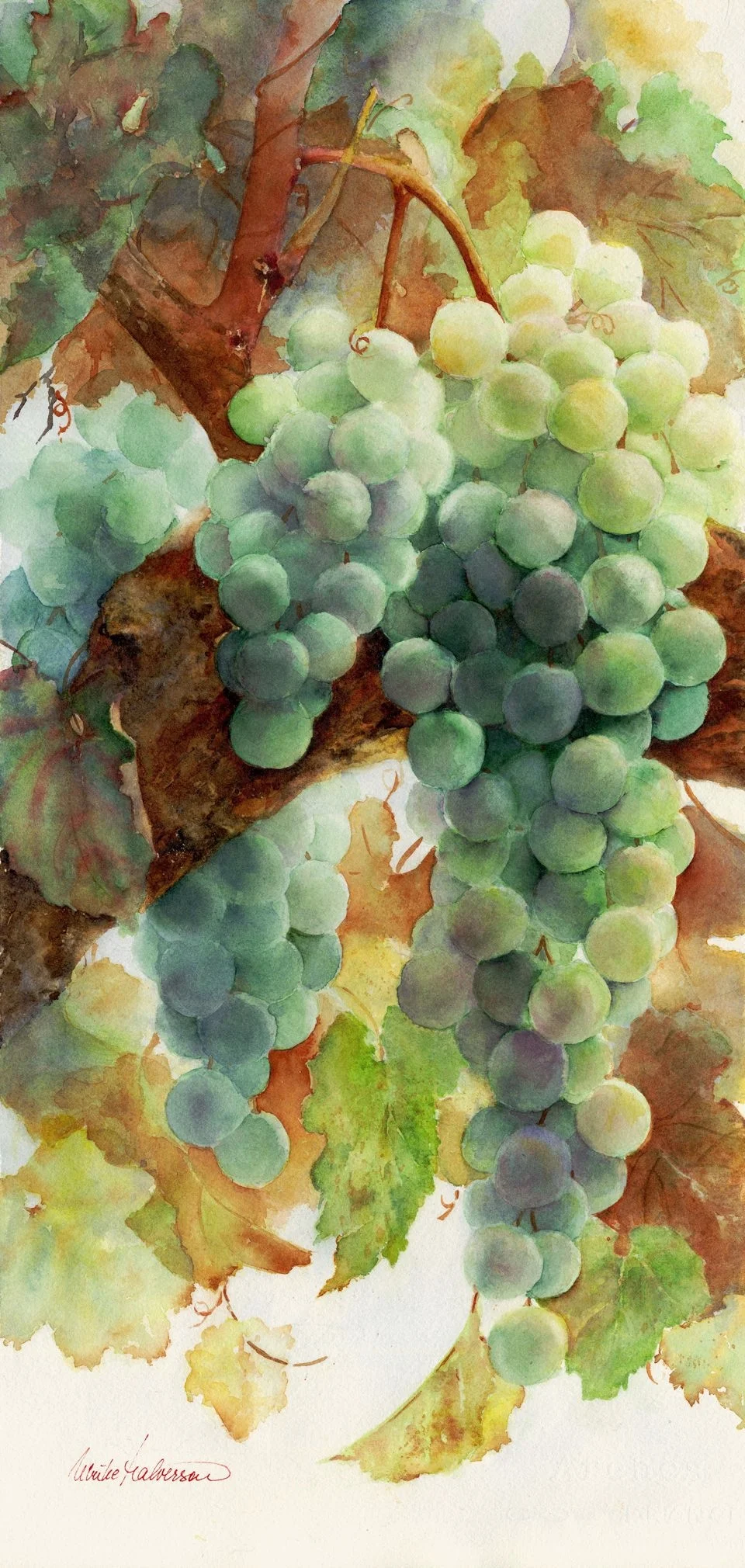 Muscat Grapes