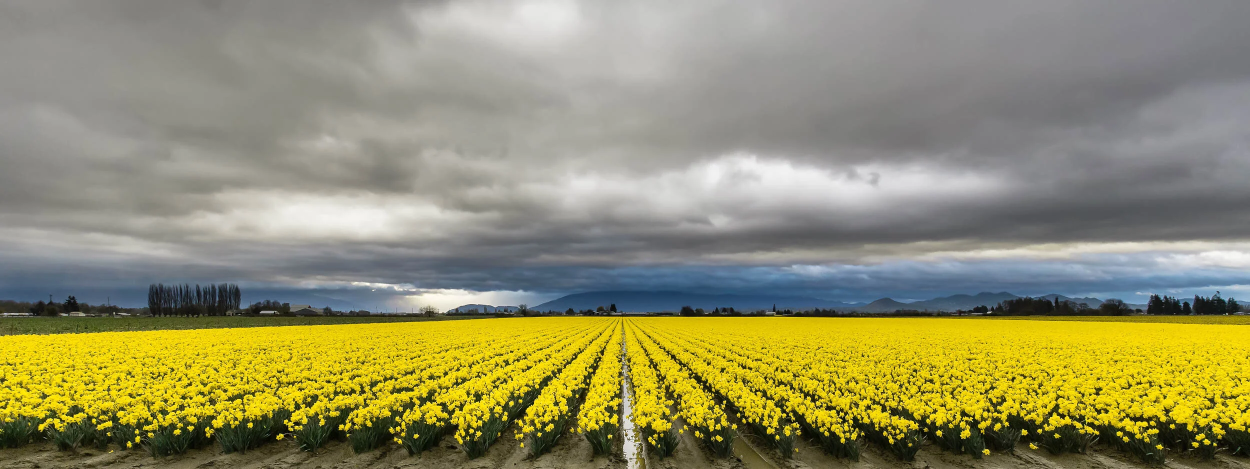 Skagit_Dafodils_in_March.jpg