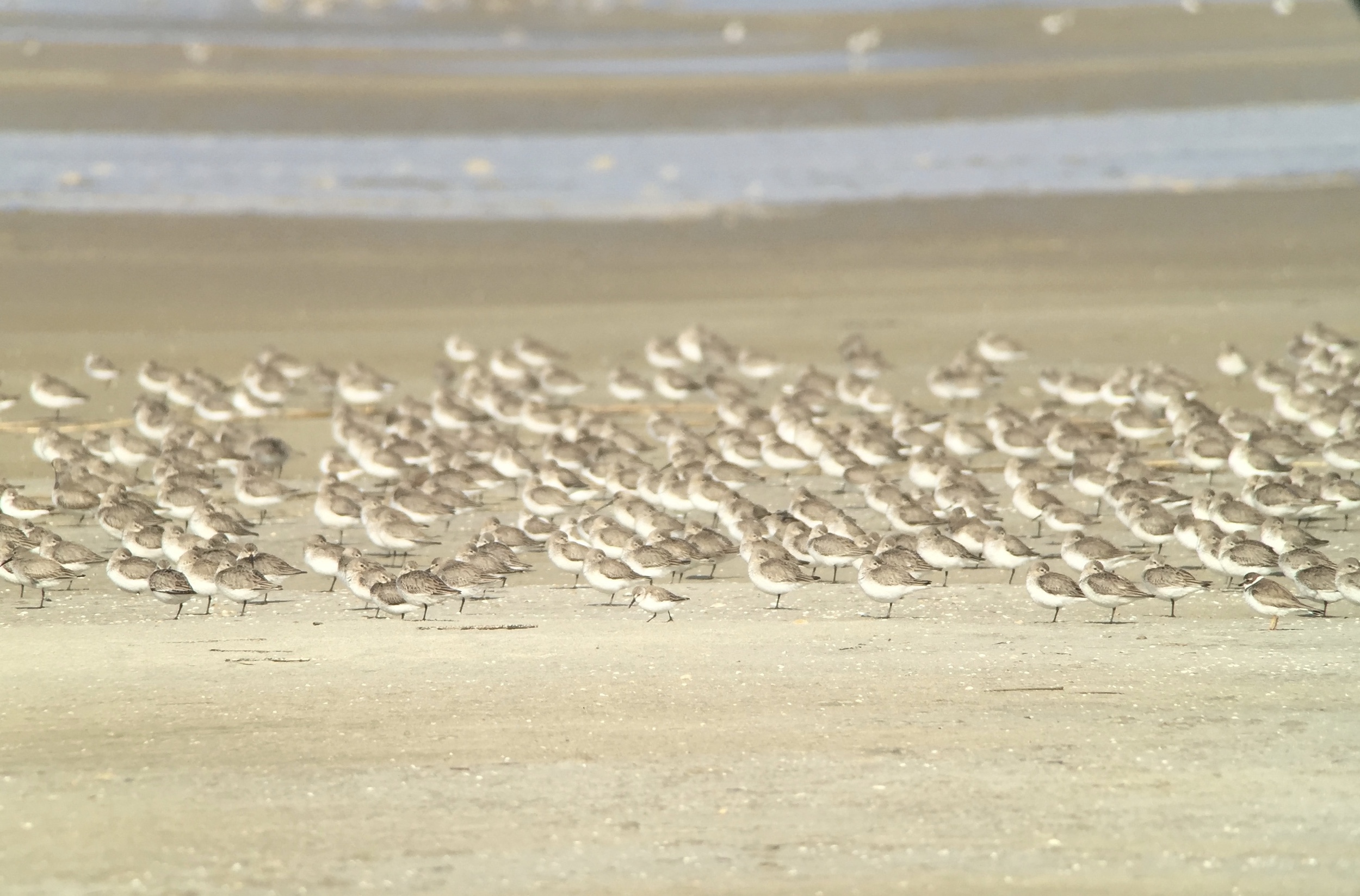 Shorebirds by the thousands! Digiscoped with Swarovski ATX scope, iPhone + Phone Skope adapter