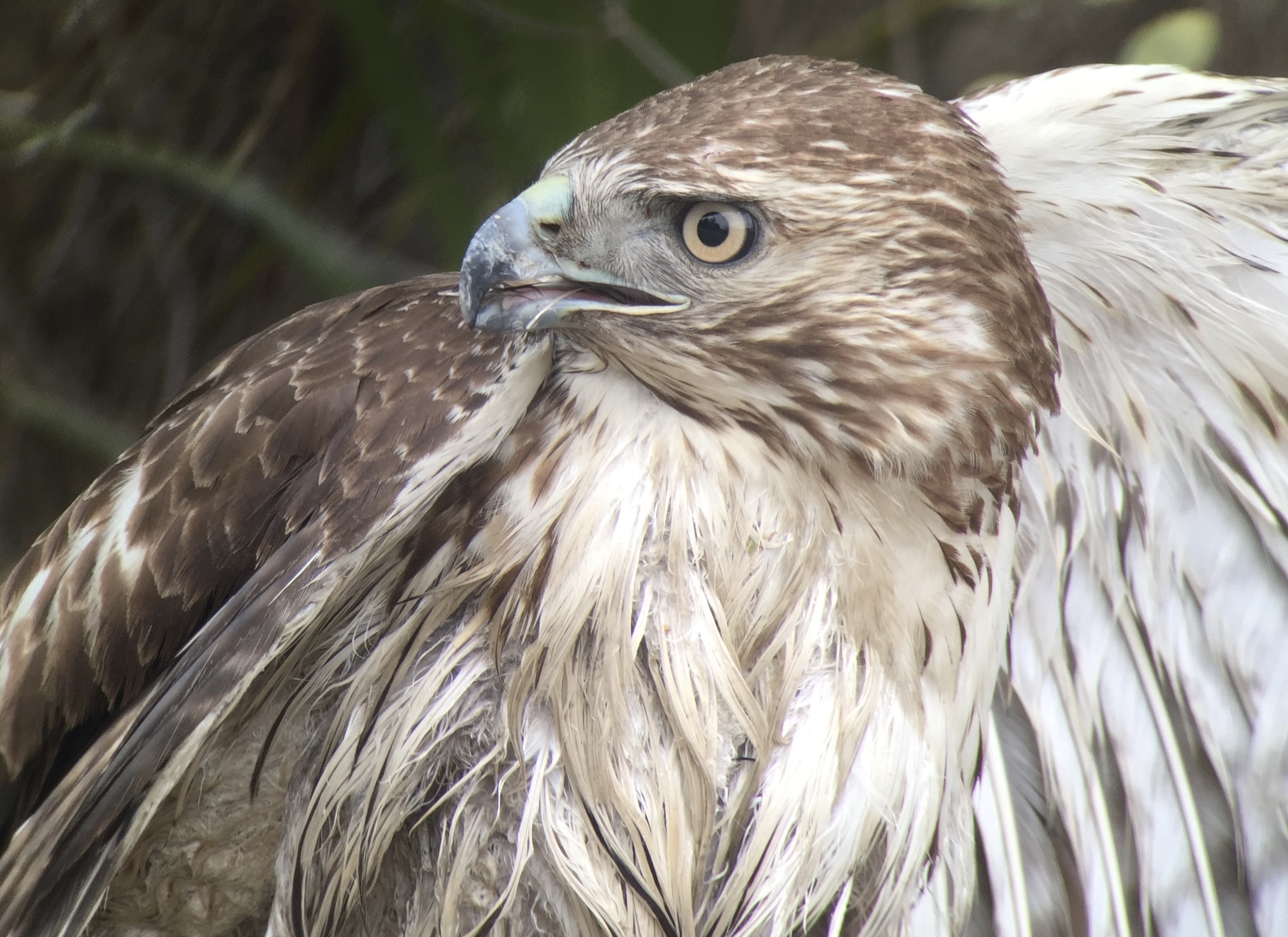 Red-tailed Hawk | Digiscoped with iPhone + Swarovski ATX scope + Phone Skope adapter