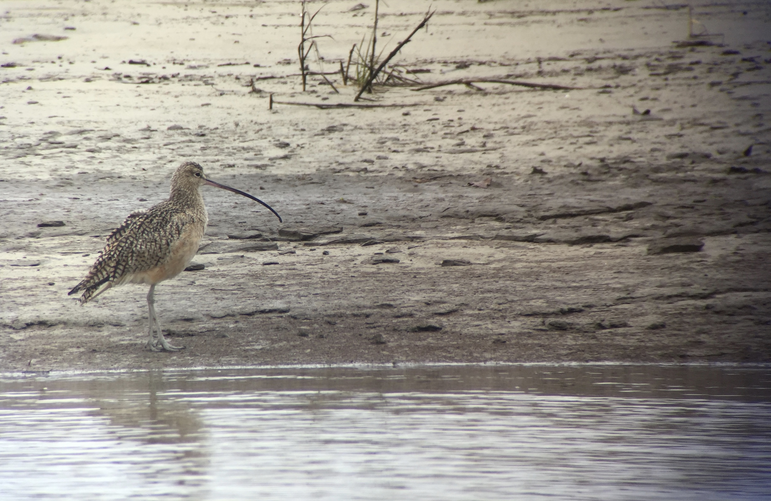 Long-billed Curlew | Digiscoped with iPhone + Swarovski ATX scope + Phone Skope adapter
