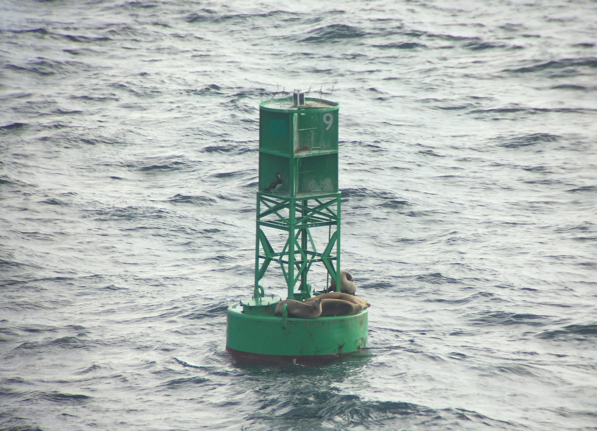Brown Booby perched below and left of the '9' channel marker. Four California Sea lions also shared their perch Digiscoped with iPhone 6 and Swarovski ATX spotting scope