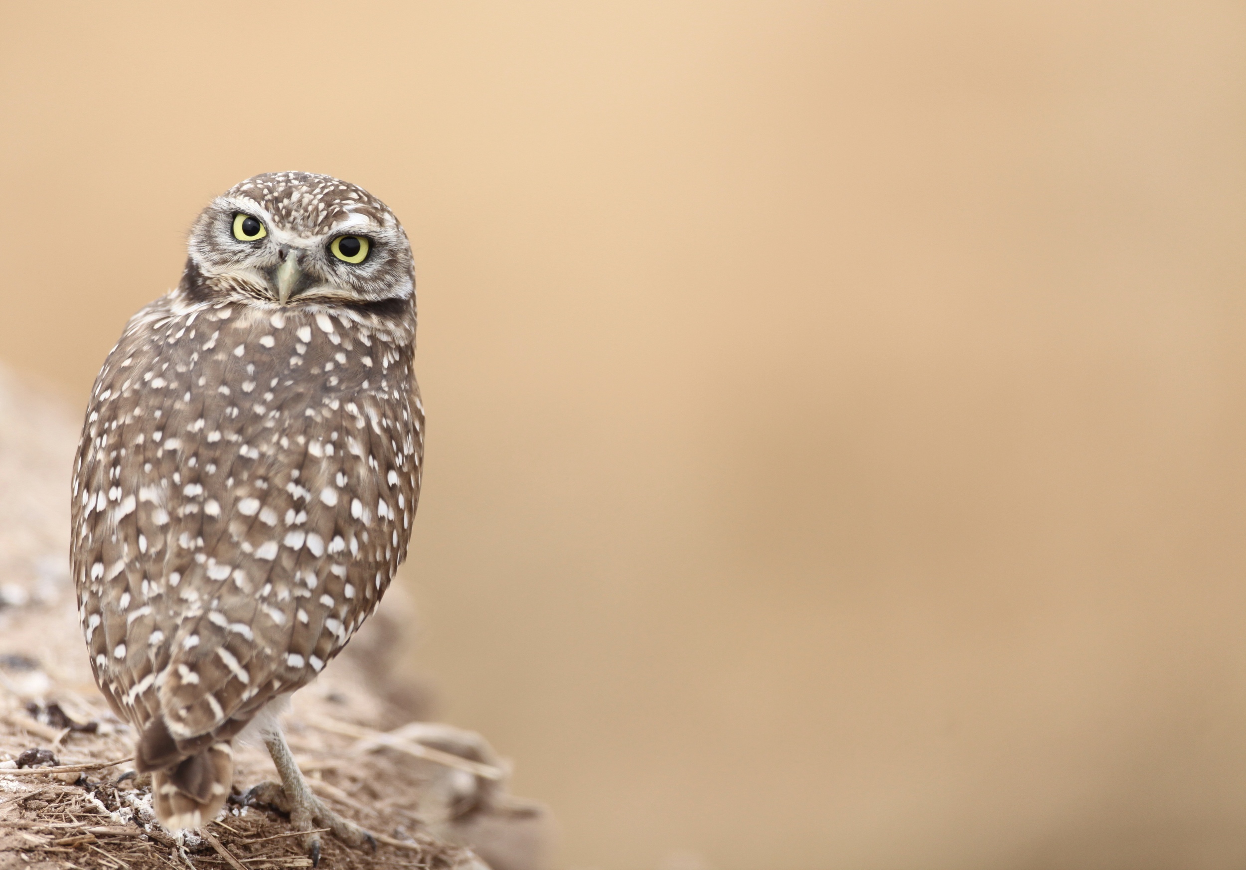 Burrowing Owl perched on an eroded bank on the side of the road. Canon 5D + 500mm lens