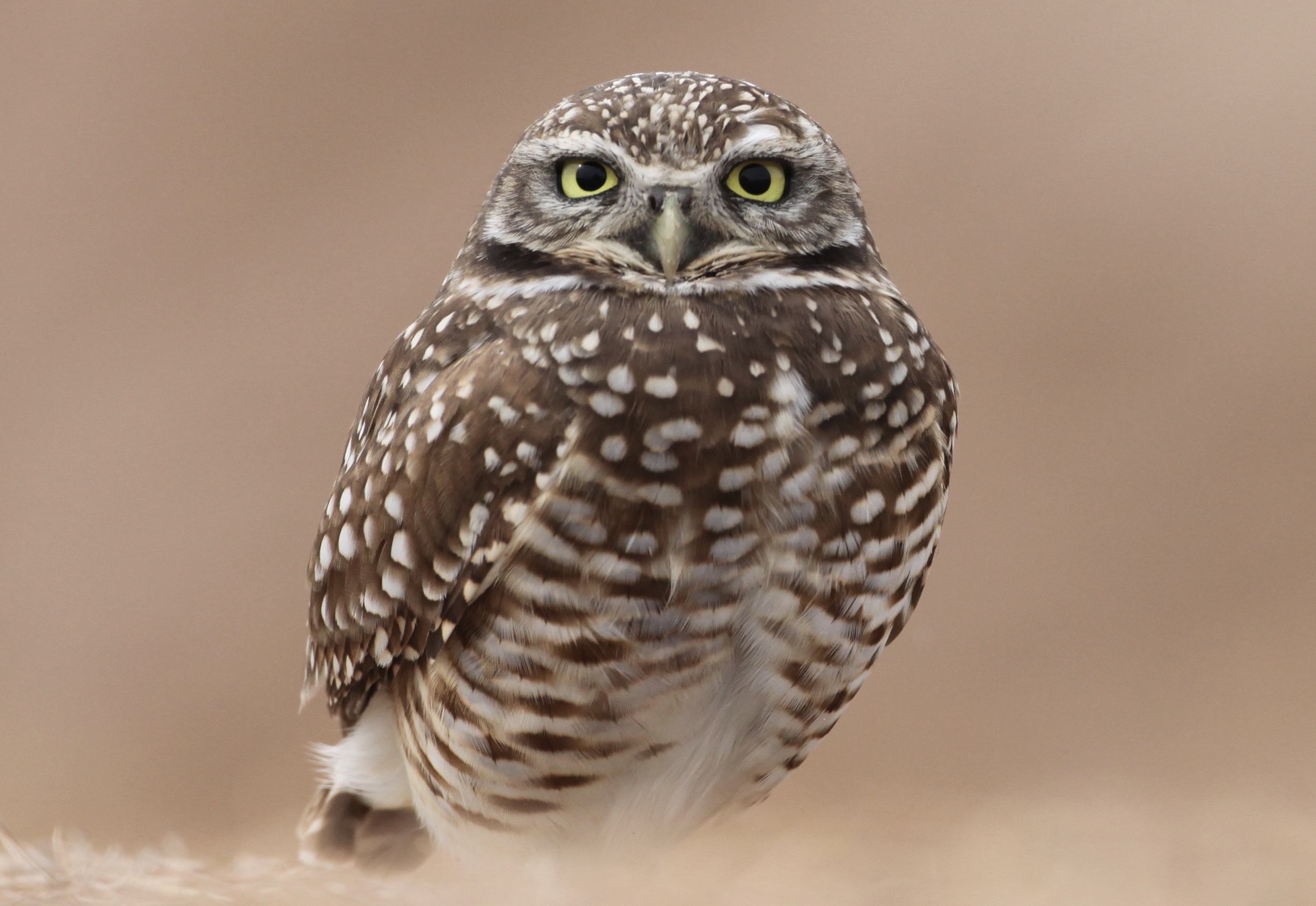 To get this shot, I laid down on the side of the highway to get at eye-level with the bird. Canon 5D + 500mm lens