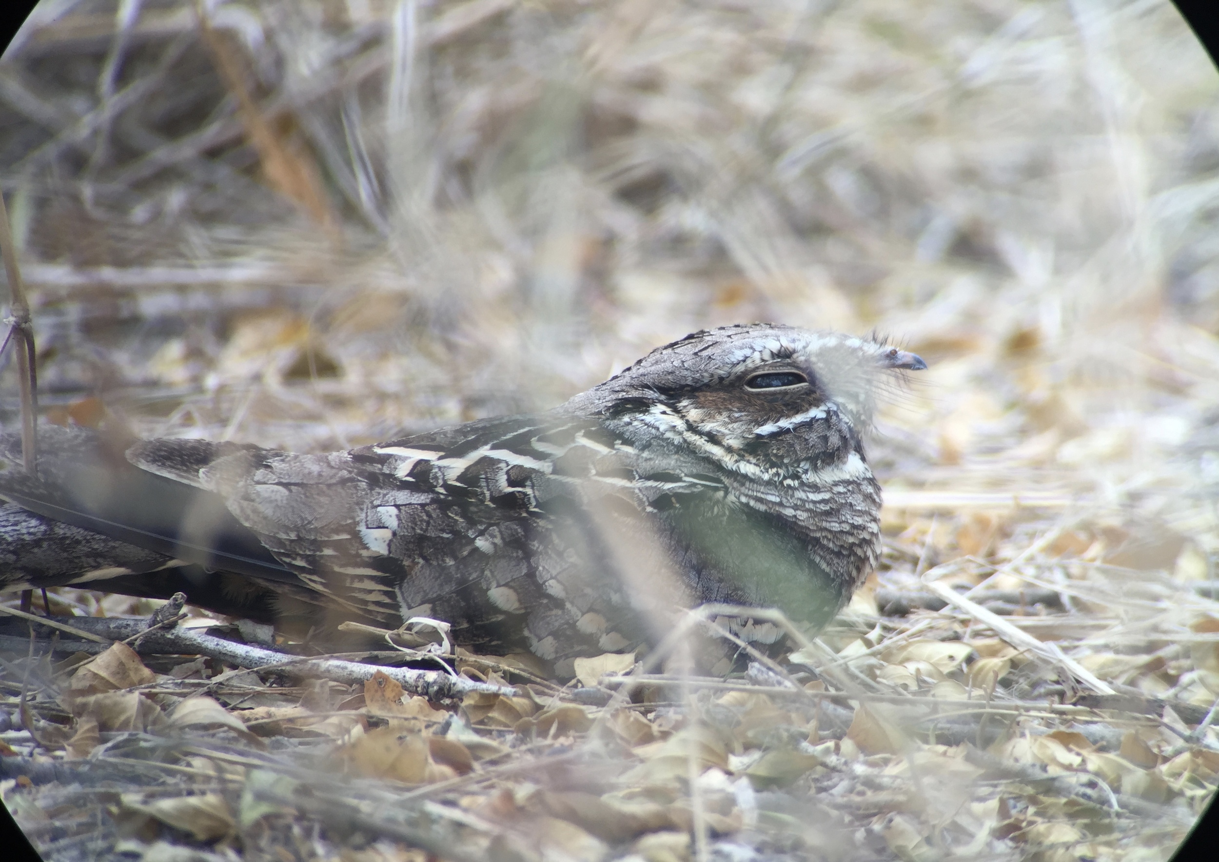 A roosting Common Pauraque, which I was lucky to spot and digiscope with my iPhone 6 and Swarovski scope, using a Phone Skope adapter