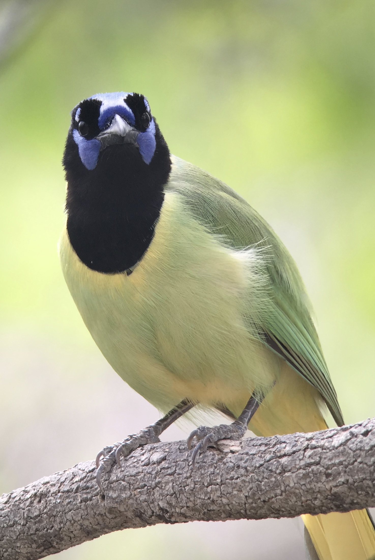 Green Jay, digiscoped with Phone Skope, iPhone 6 + Swarovski ATX spotting scope