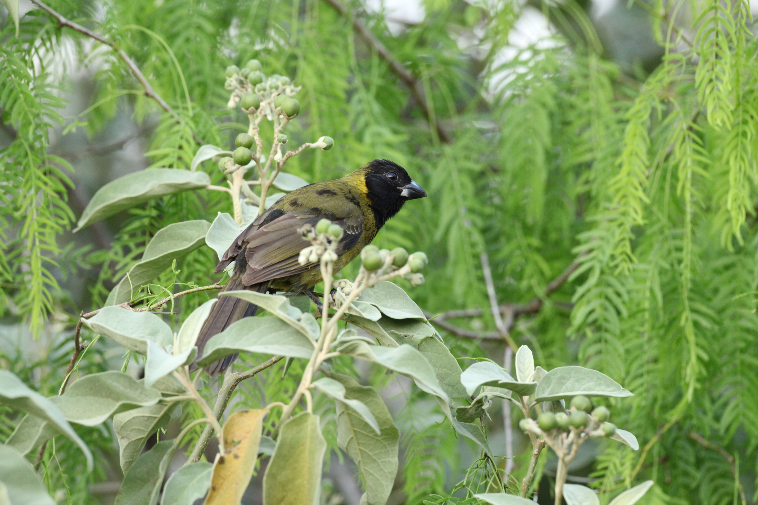 Crimson-collared Grosbeak Canon 5D and 500mm lens