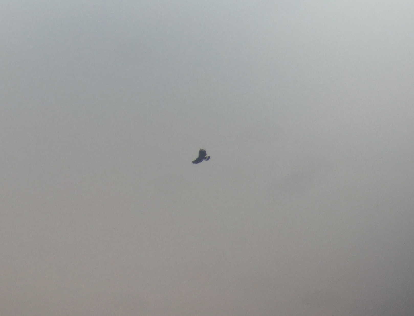 Male Hook-billed kite, taken at a distance with my iPhone