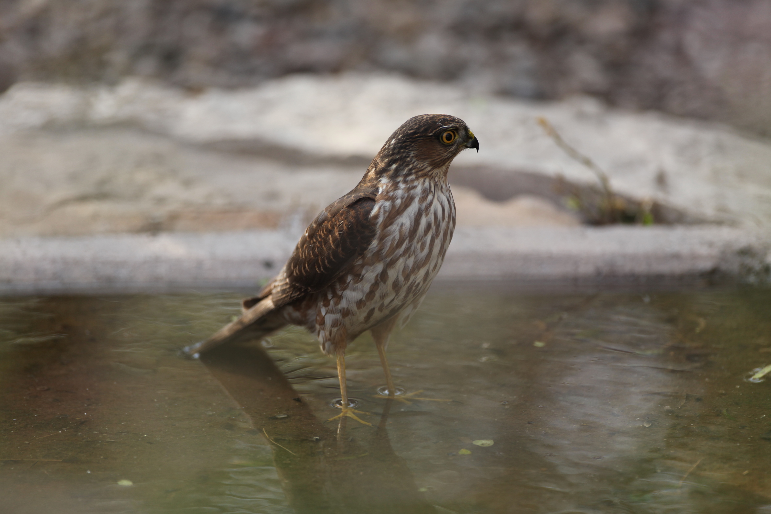 After landing on the edge, she carefully walked out into the water, keeping a watchful eye