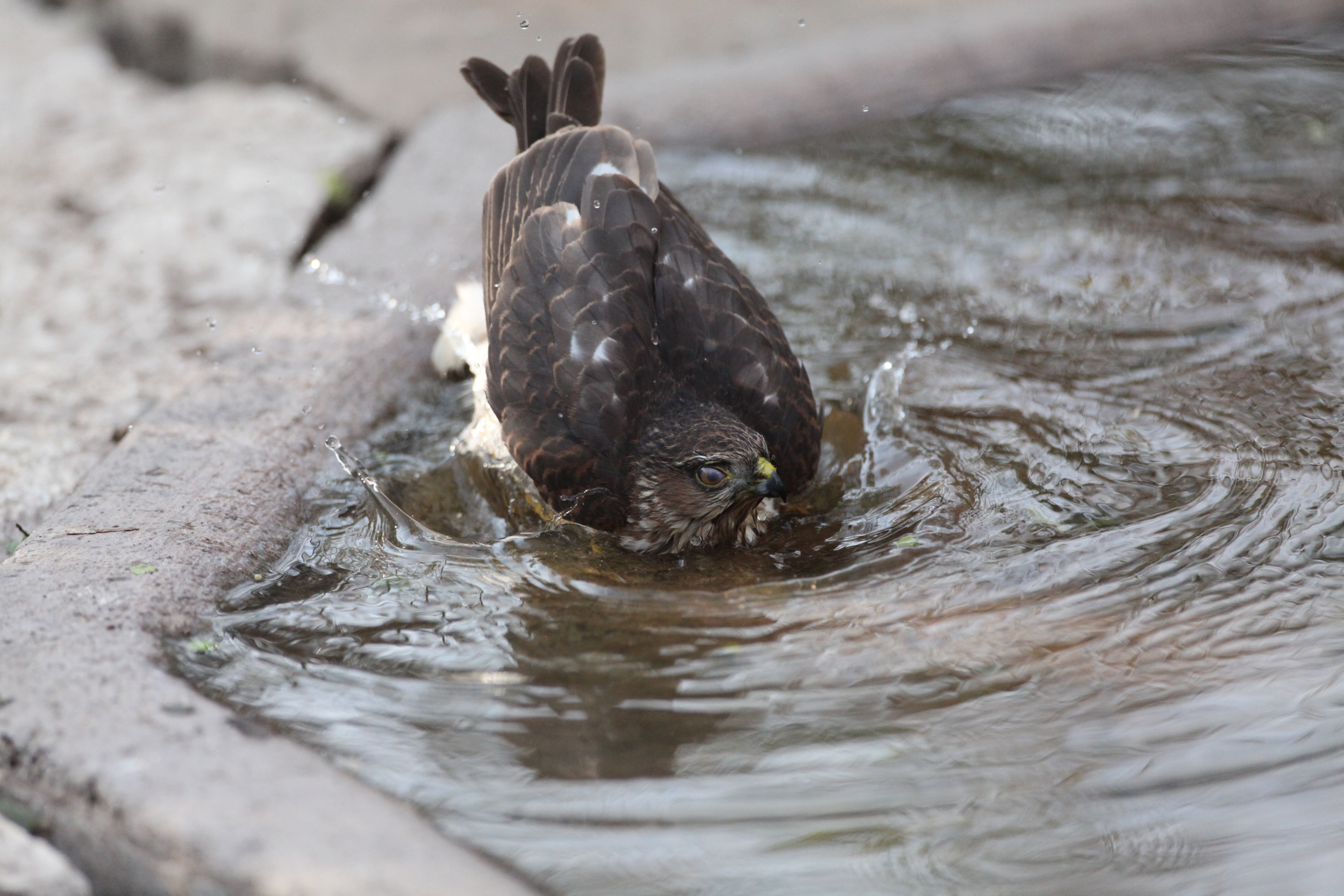 The nictitating membrane covers her eye as she splashes water over her head and neck