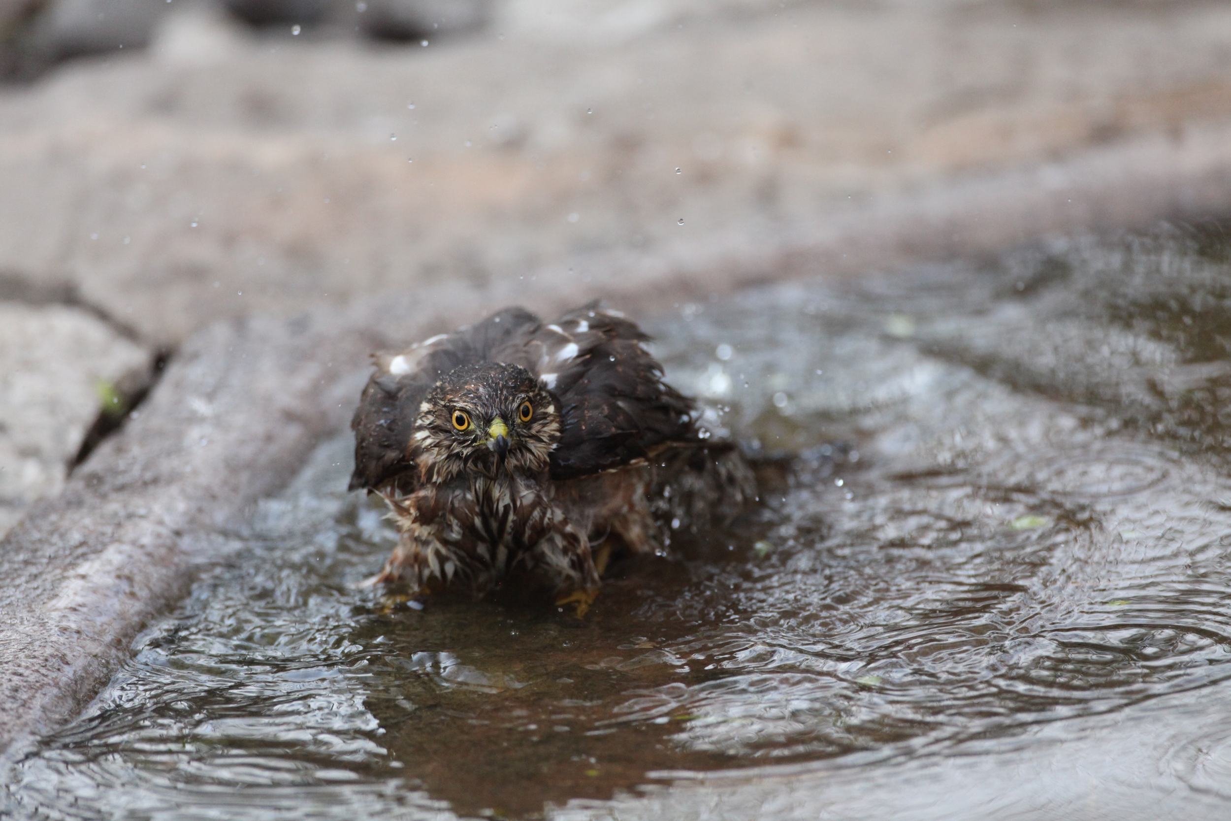 She keeps an eye on me as she shakes water off her plumage