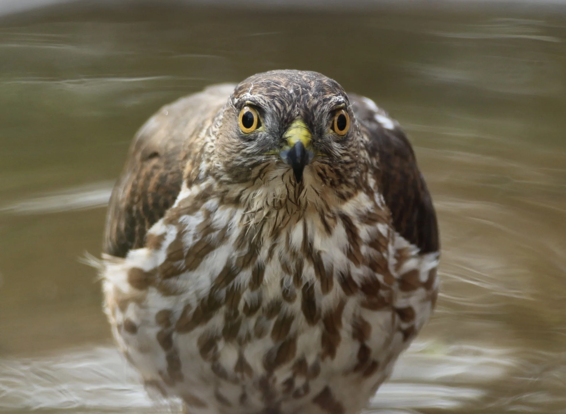 Photo Essay: Bath time