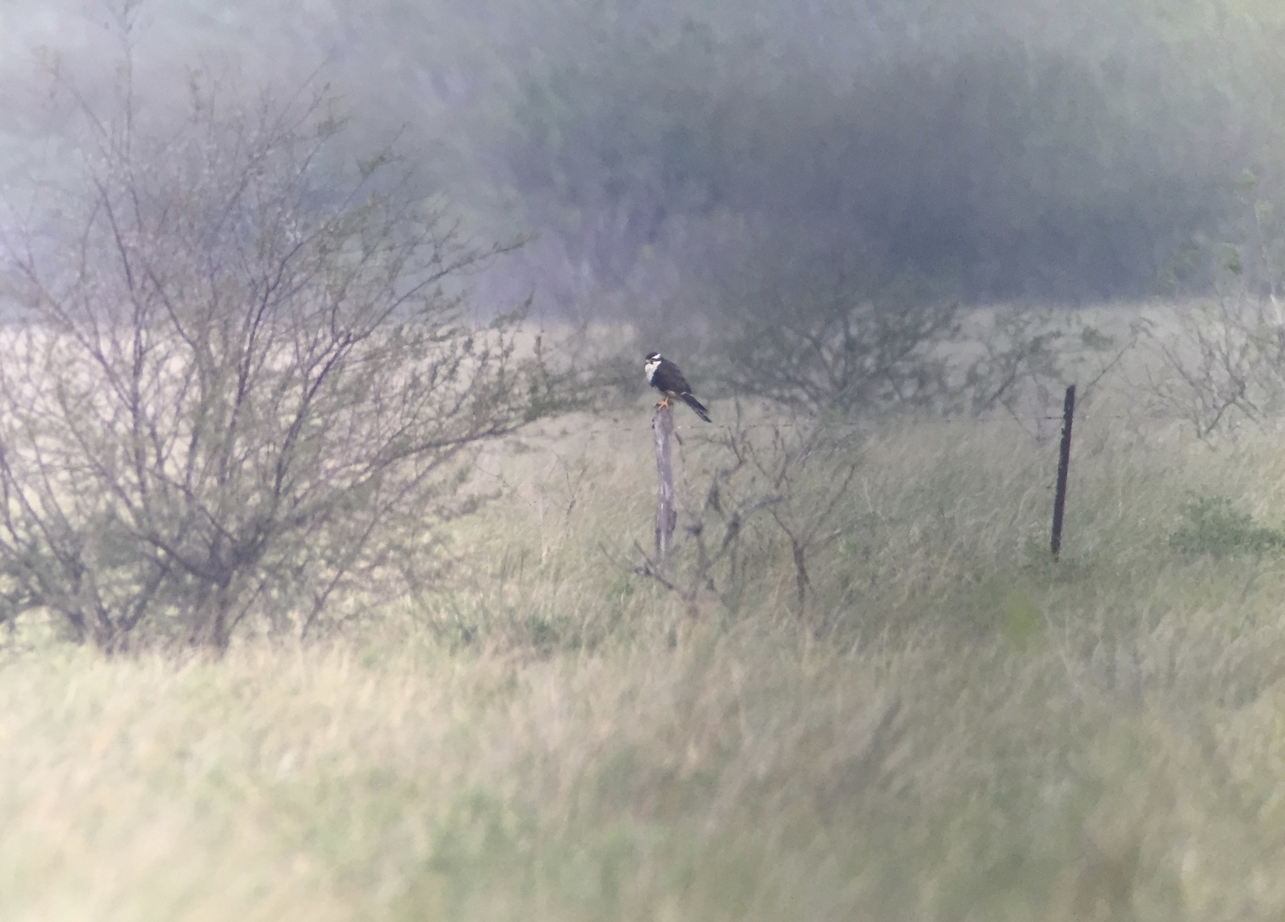 Aplomado Falcon Digiscoped with Iphone 6 and Swarovski ATX spotting scope