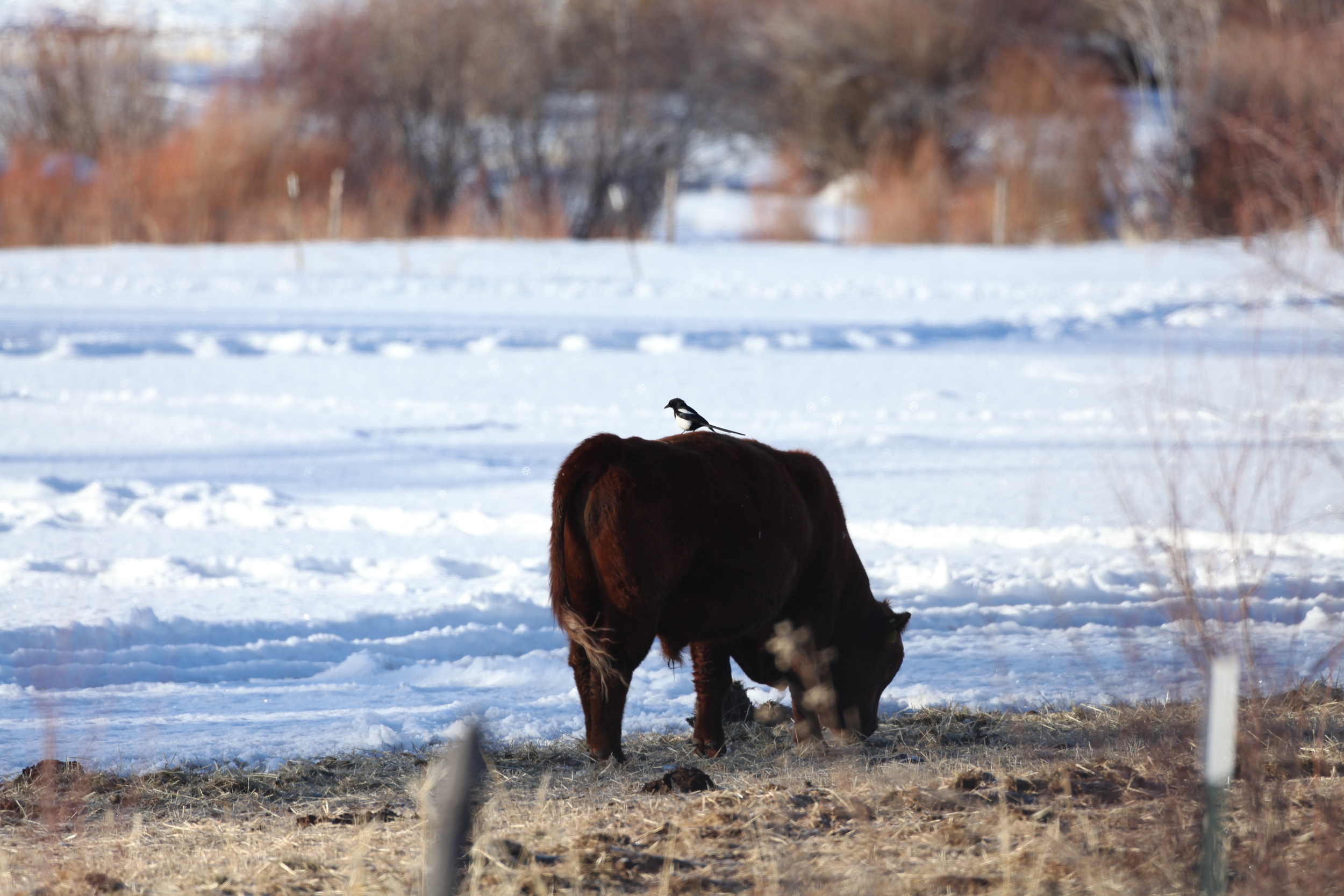 Brown-headed cowbirds on a cow is expected, but a Black-billed Magpie was a surprise! 