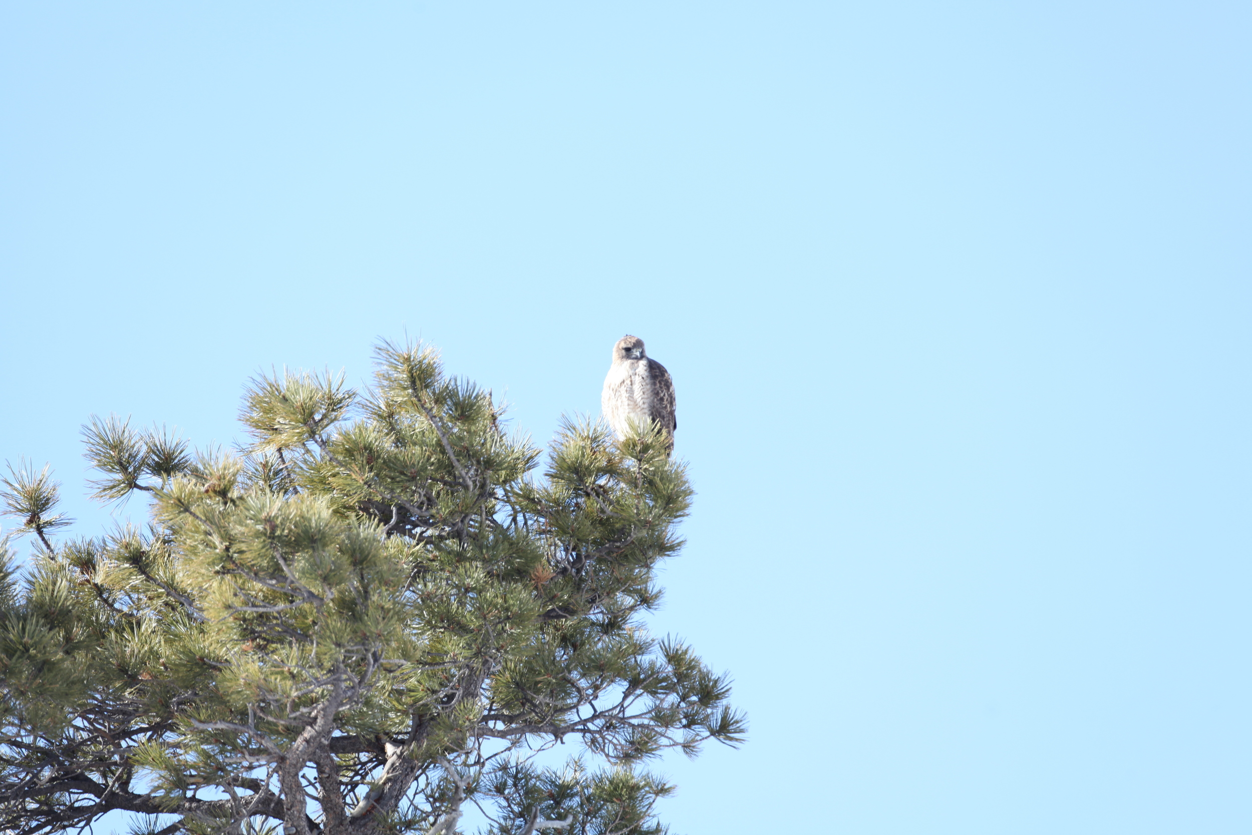 "Northern" Red-tailed hawk- a clean candidate for 'abieticola' designation