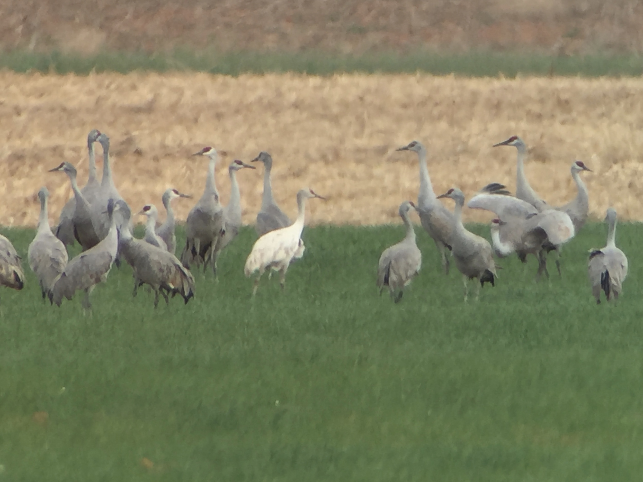 Leucistic Sandhill Crane (left of center) digiscoped at 65x with Swarovski ATX scope + iPhone and Phone Skope adapter