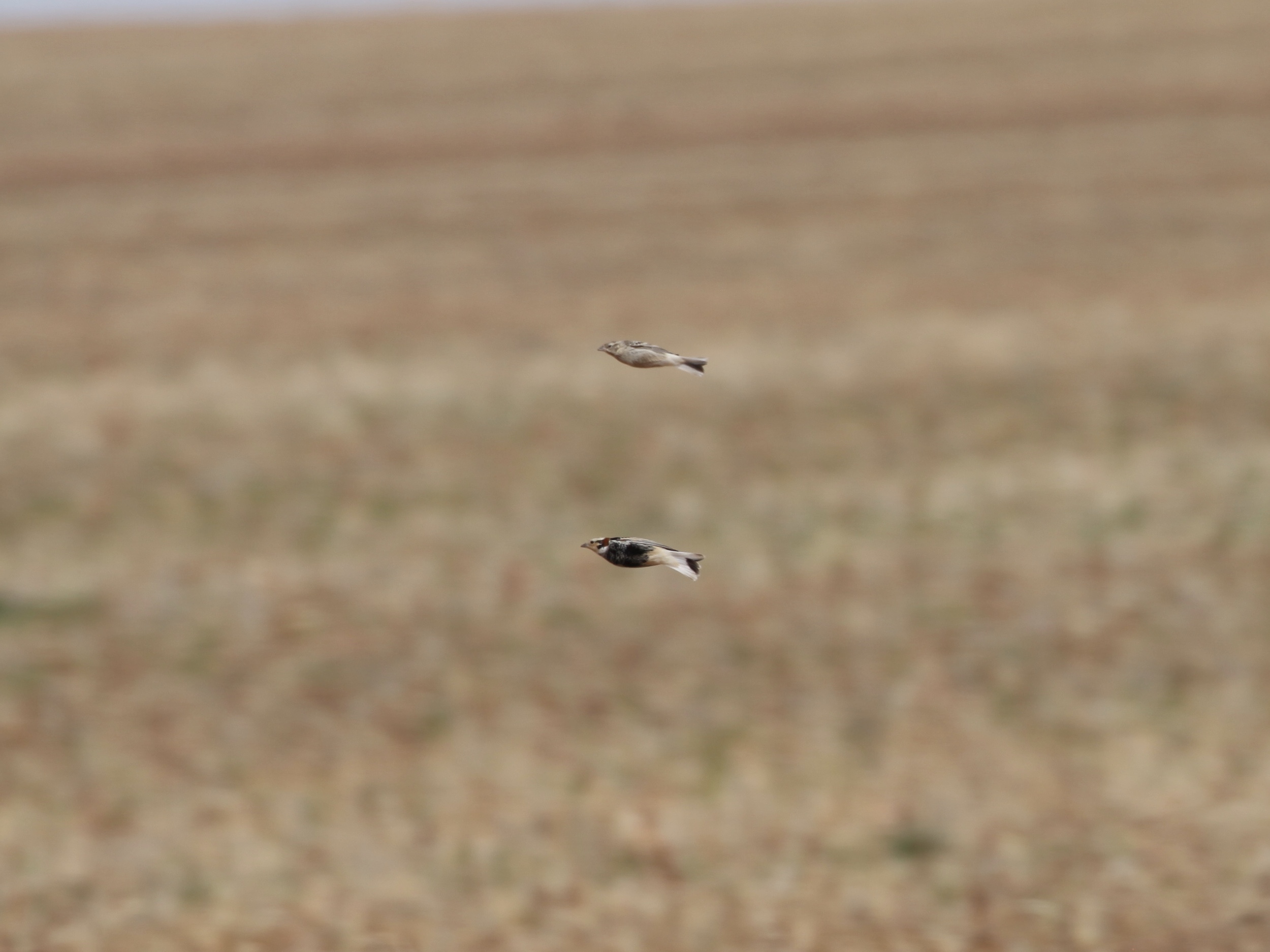Chestnut-collared Longspurs in flight. Bird #380 for the year
