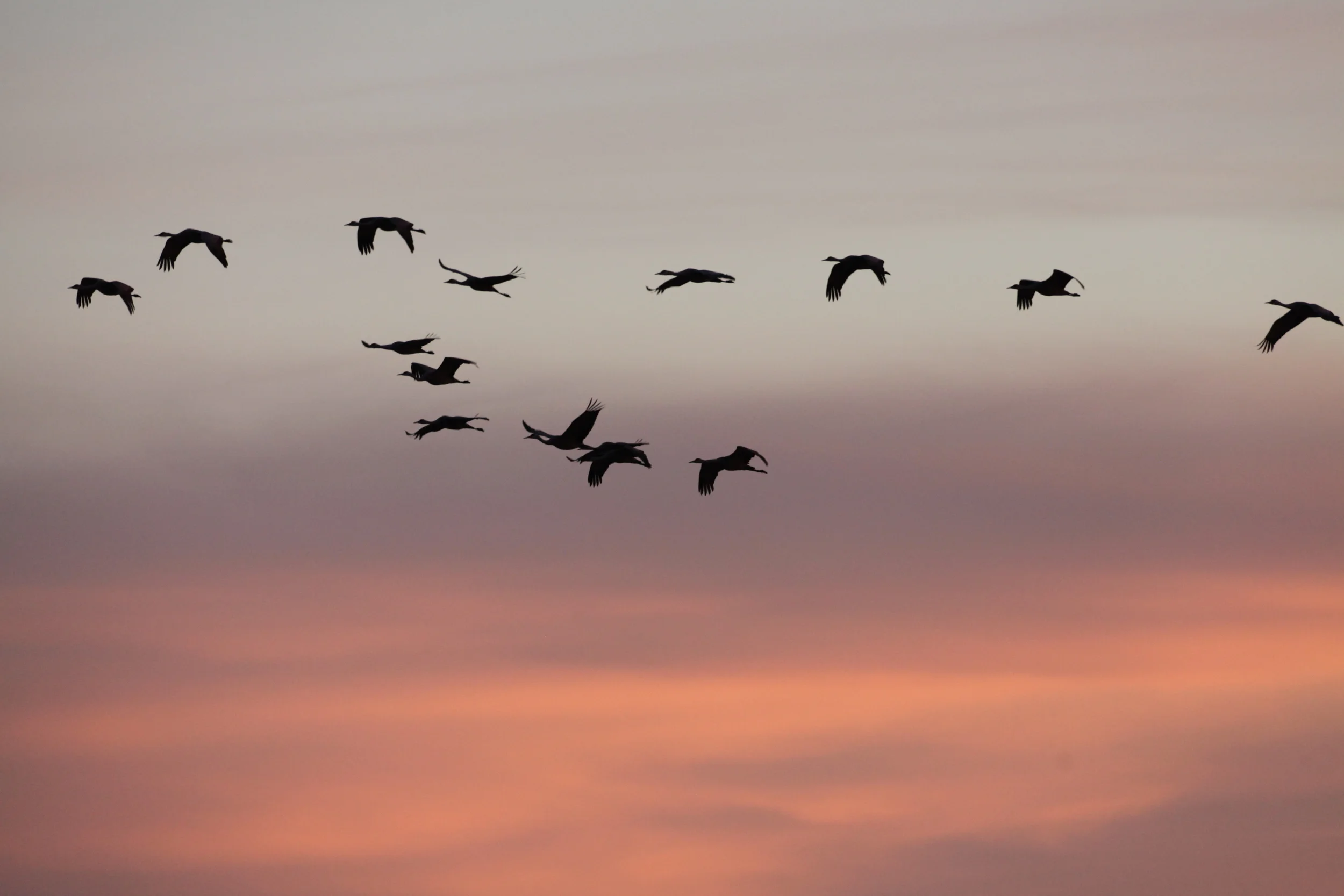 An un-Common Crane Part 1