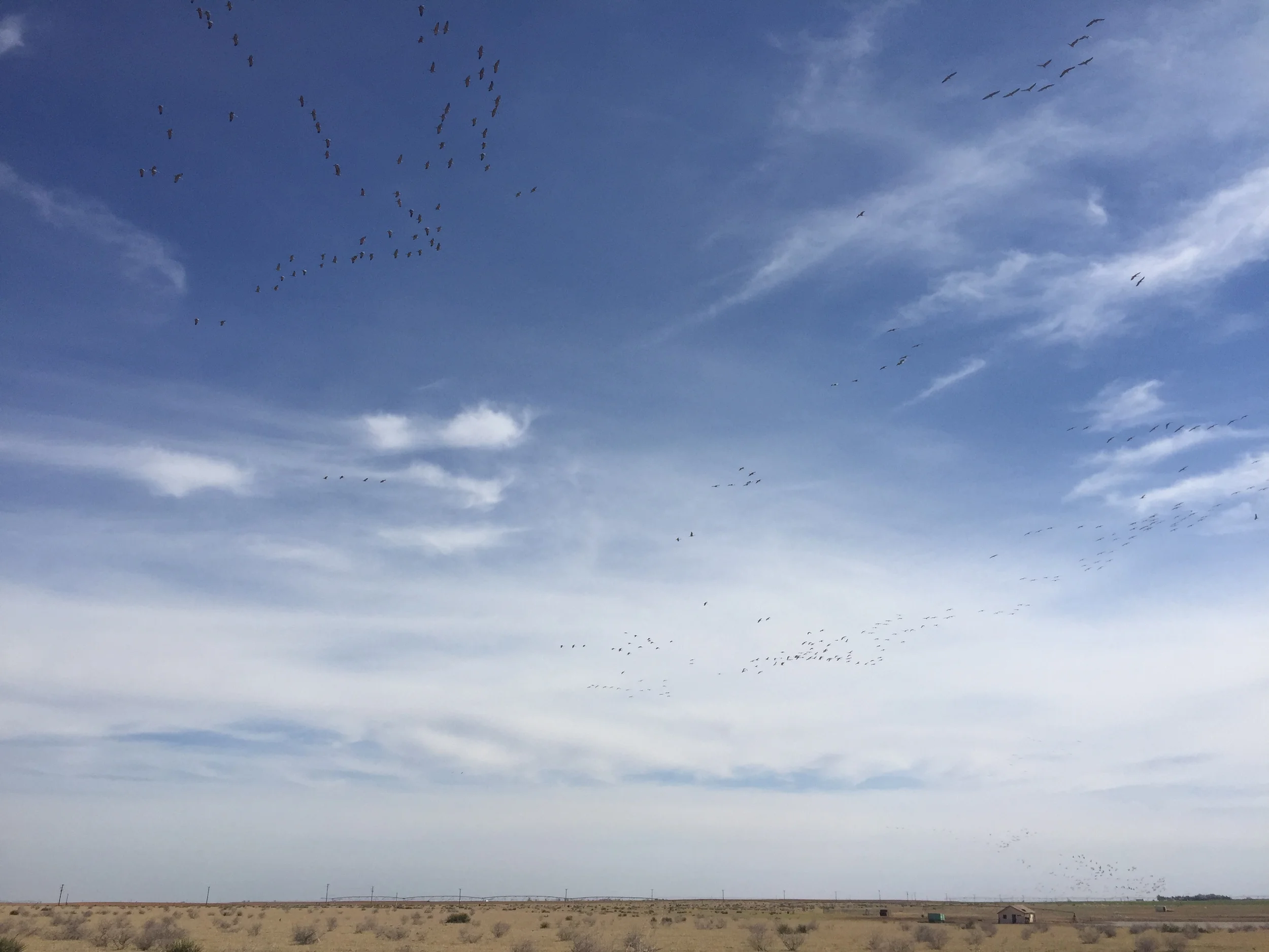 An un-Common Crane Part 2