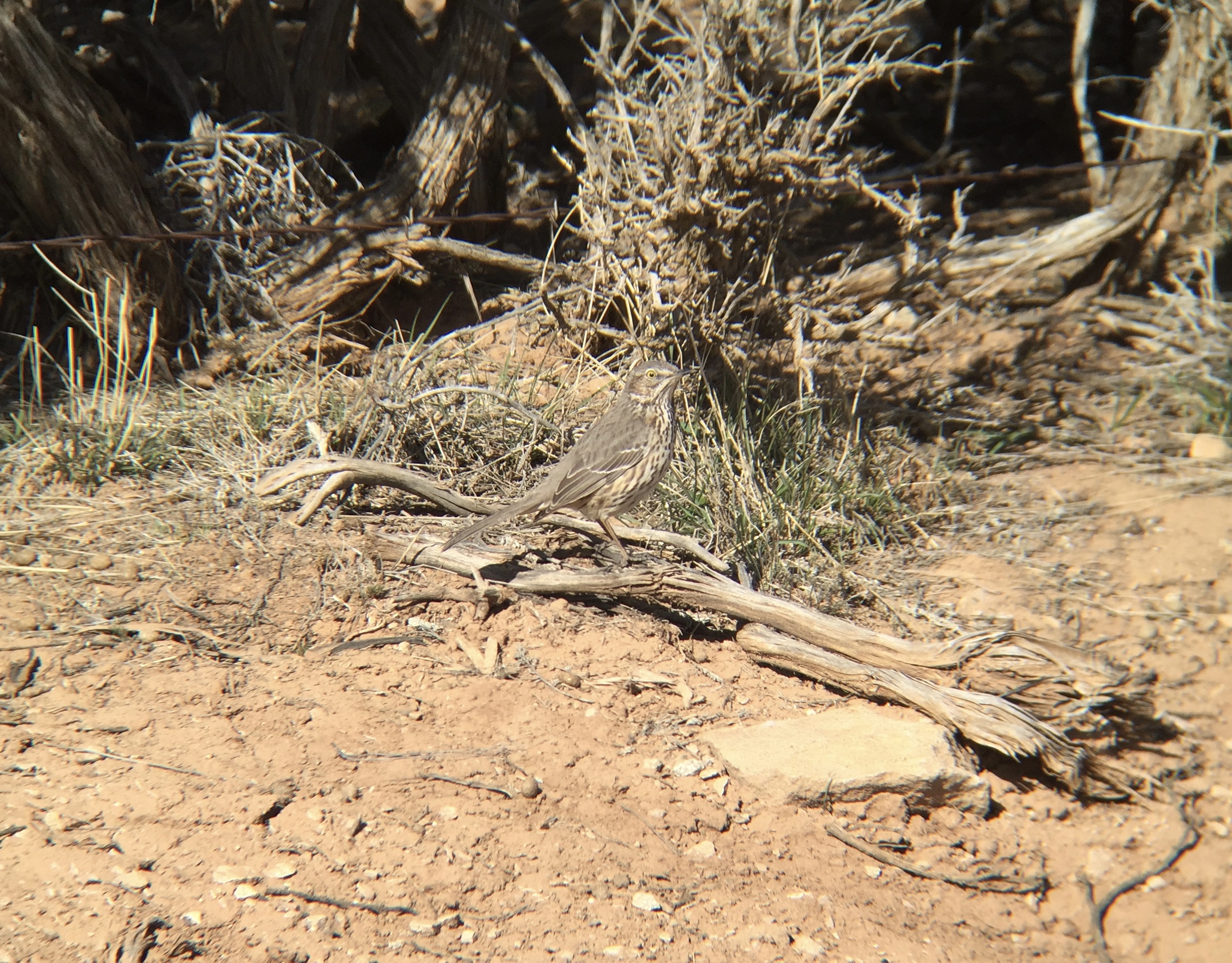 Several Sage Thrashers provided some close views and was a nice addition to my year list