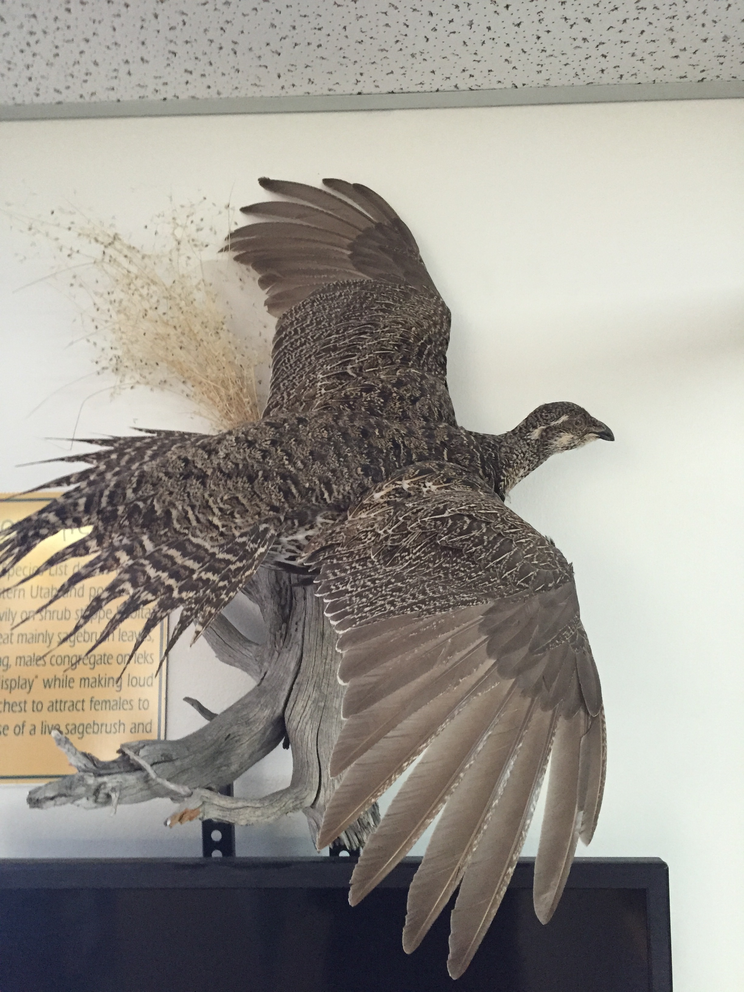 The only Gunnison Sage Grouse I saw in Utah