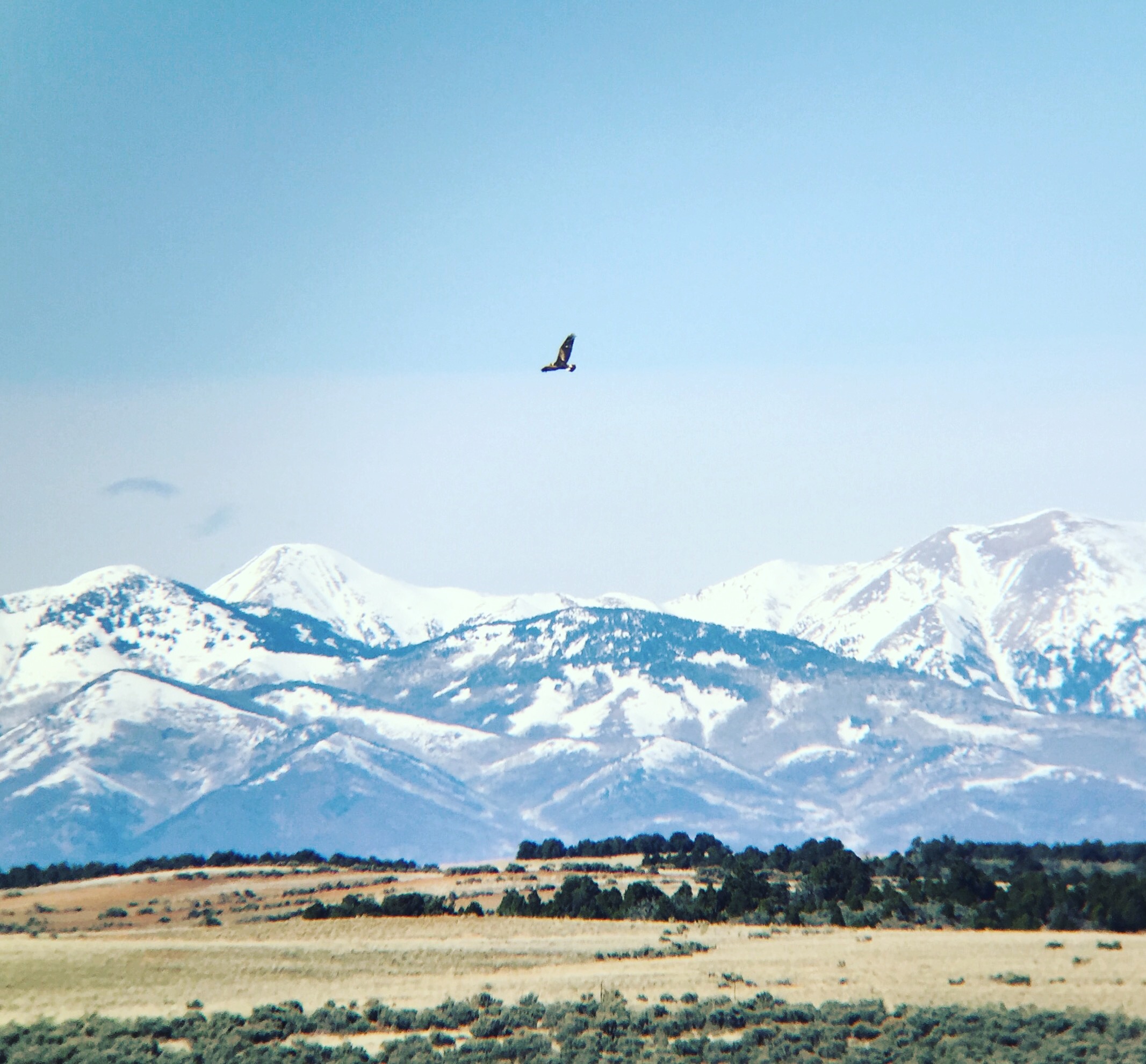 A juvenile Golden Eagle soars over the sage Digiscoped with iPhone, posted on Instagram wth filter