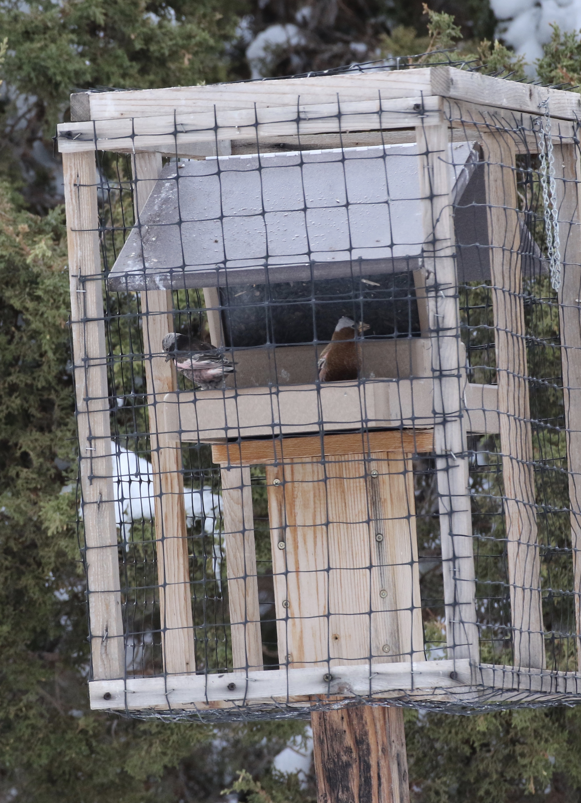 Black Rosy finch (left) and Gray-crowned Rosy finch (right)