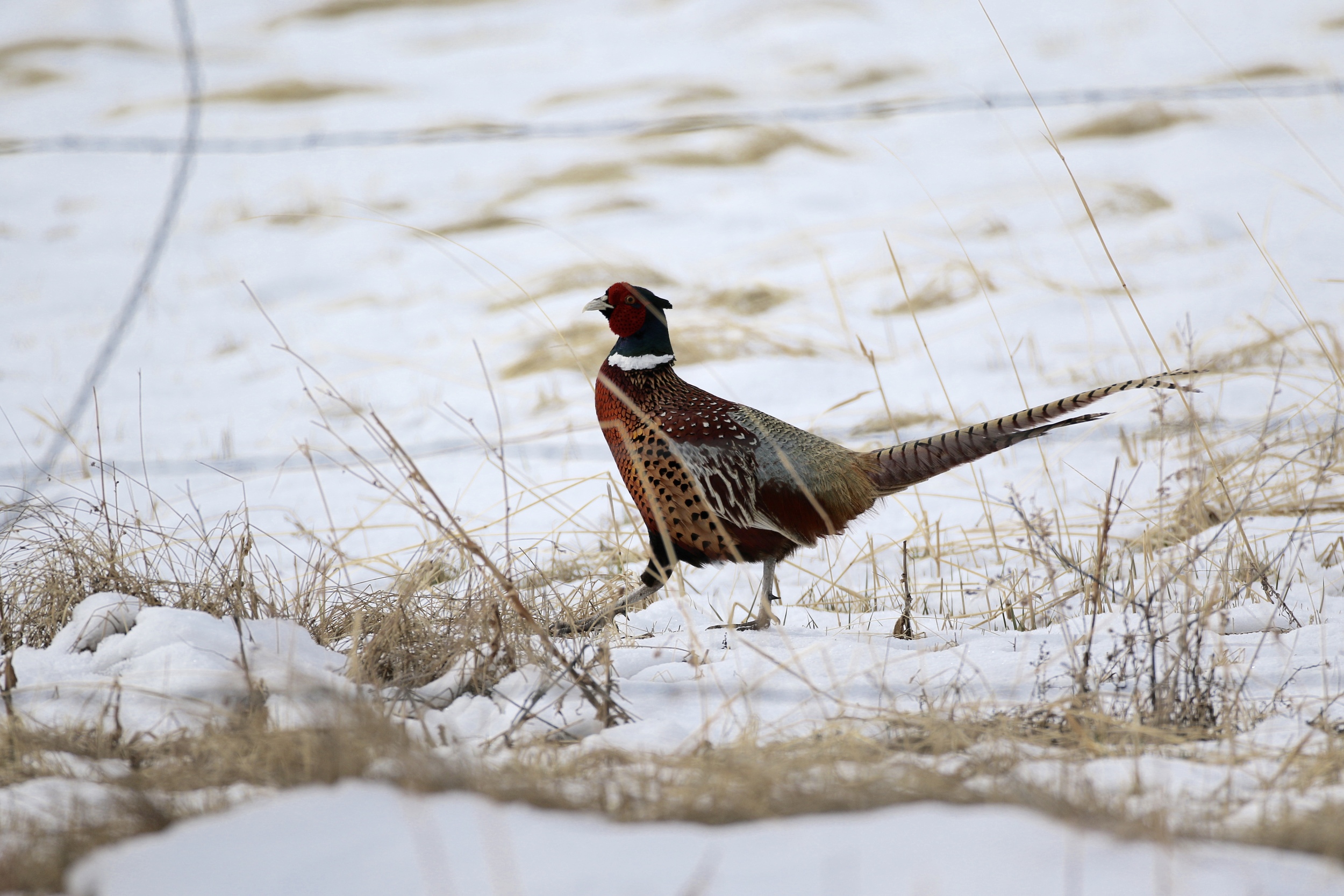 A Ring-necked Pheasant crosses a snowy field near Lander, WY