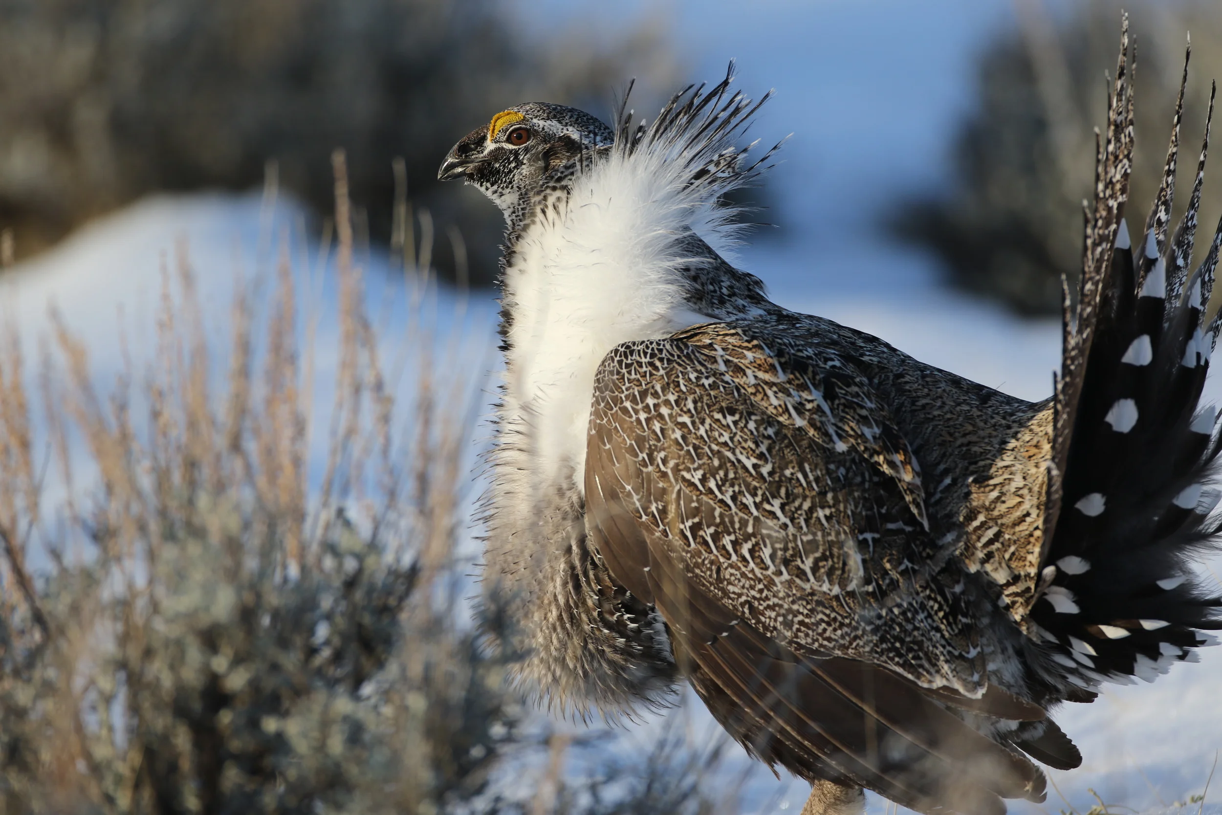 The Greater Sage Grouse