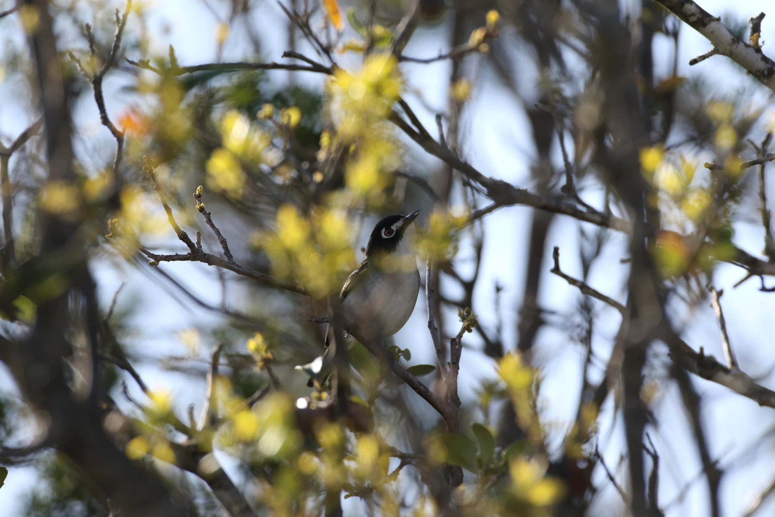 Black-capped Vireo