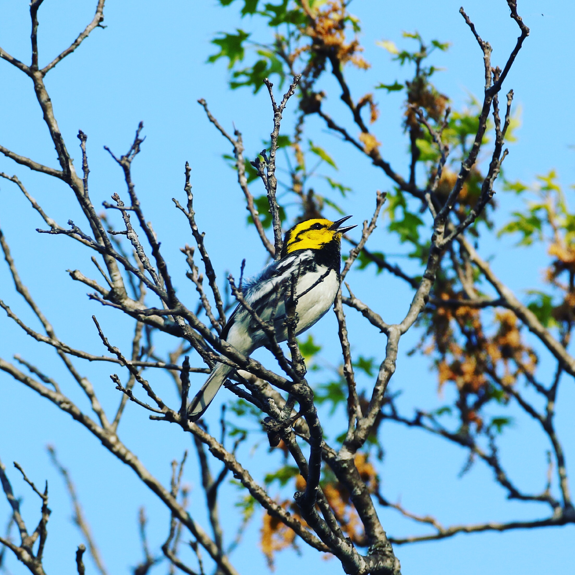Golden-cheeked Warbler