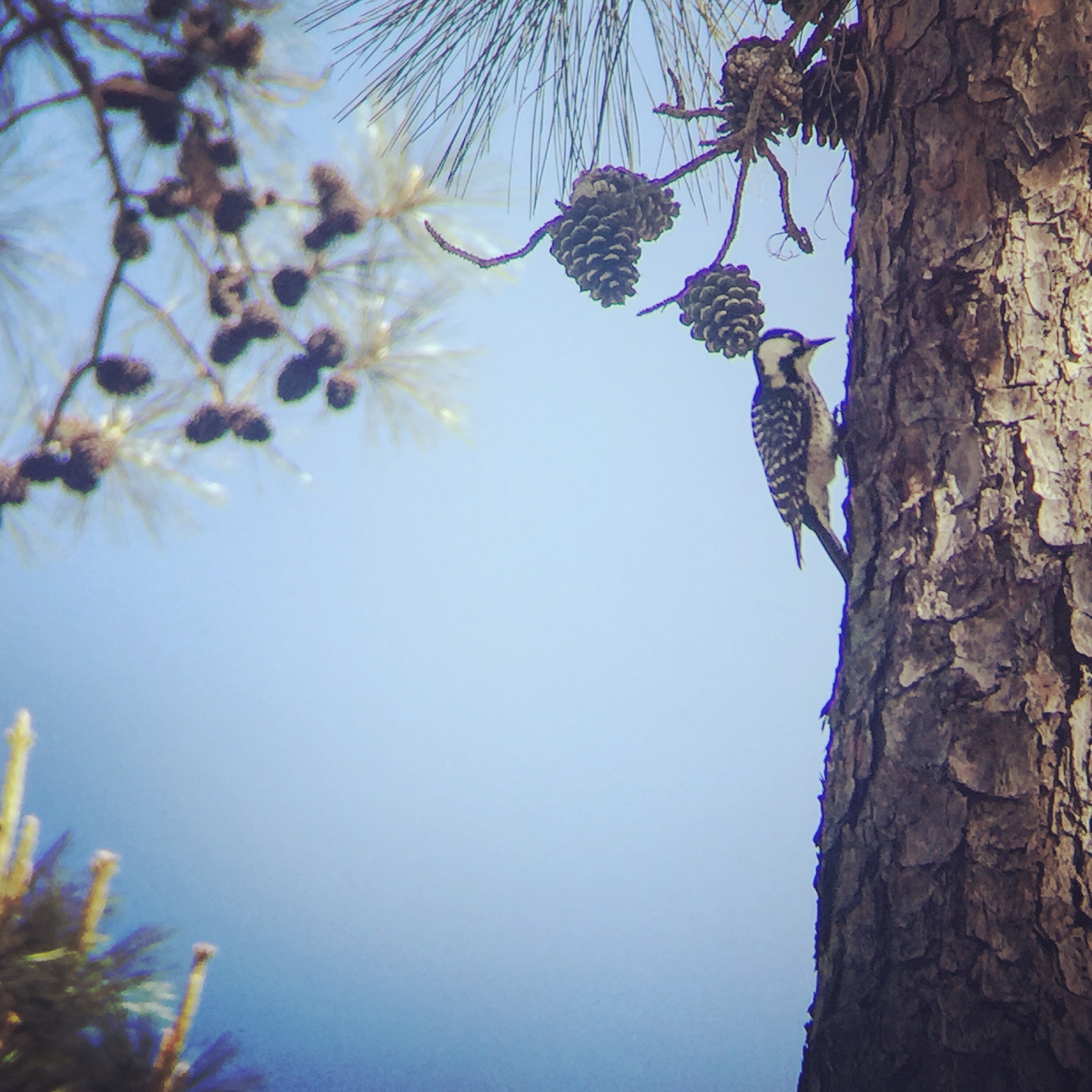 Red-cockaded Woodpecker digiscoped with iPhone 6 and Maven Binoculars, with Instagram filter