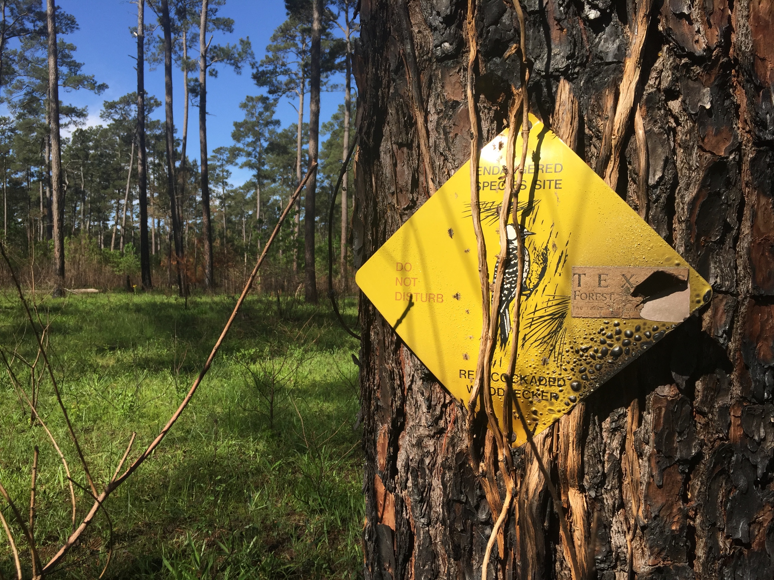 Fire plays a significant role in keeping pine forests healthy