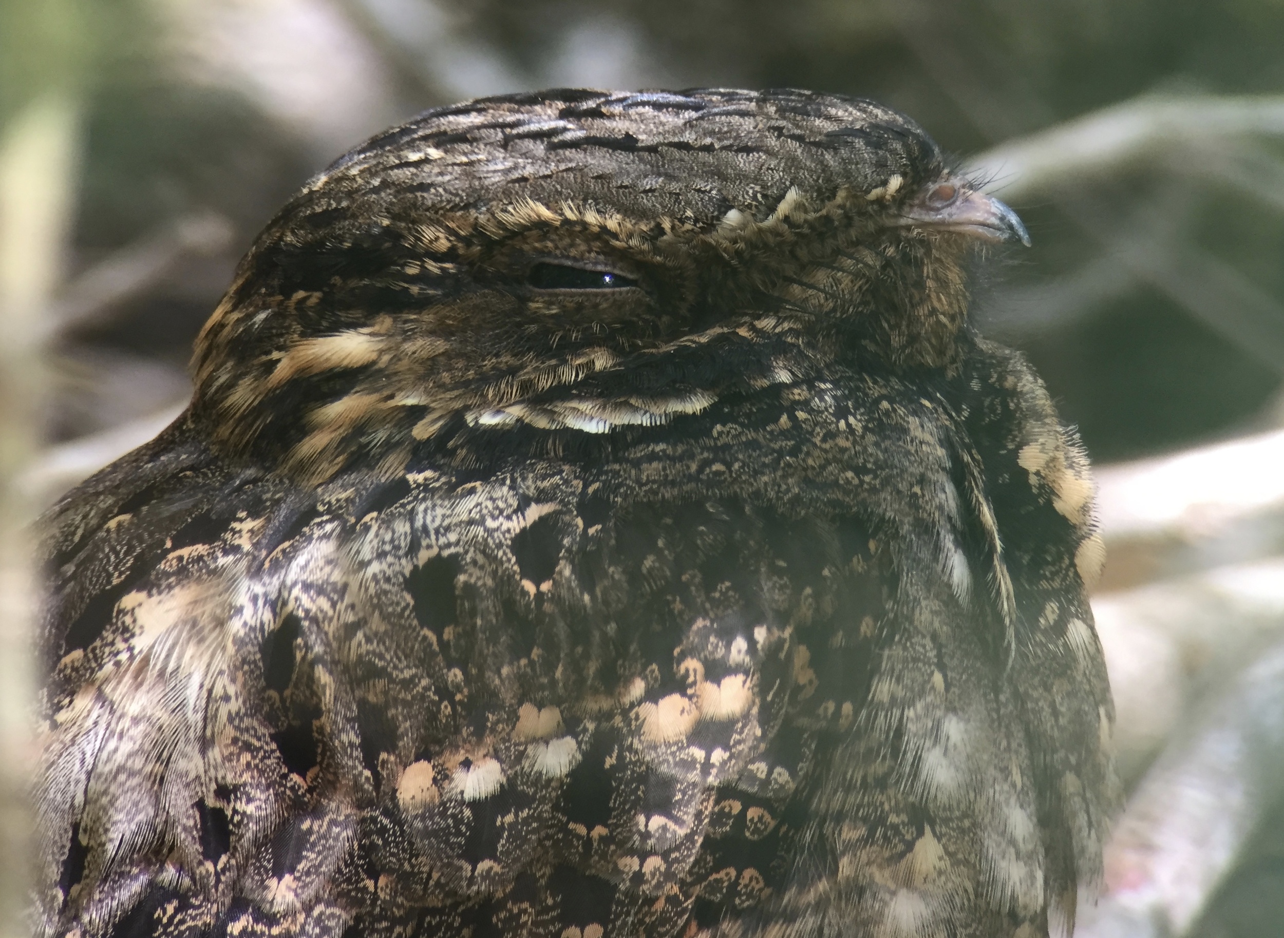Laura's 191st bird for 2016, a Chuck-will's Widow perched cooperatively in Boy Scout Woods