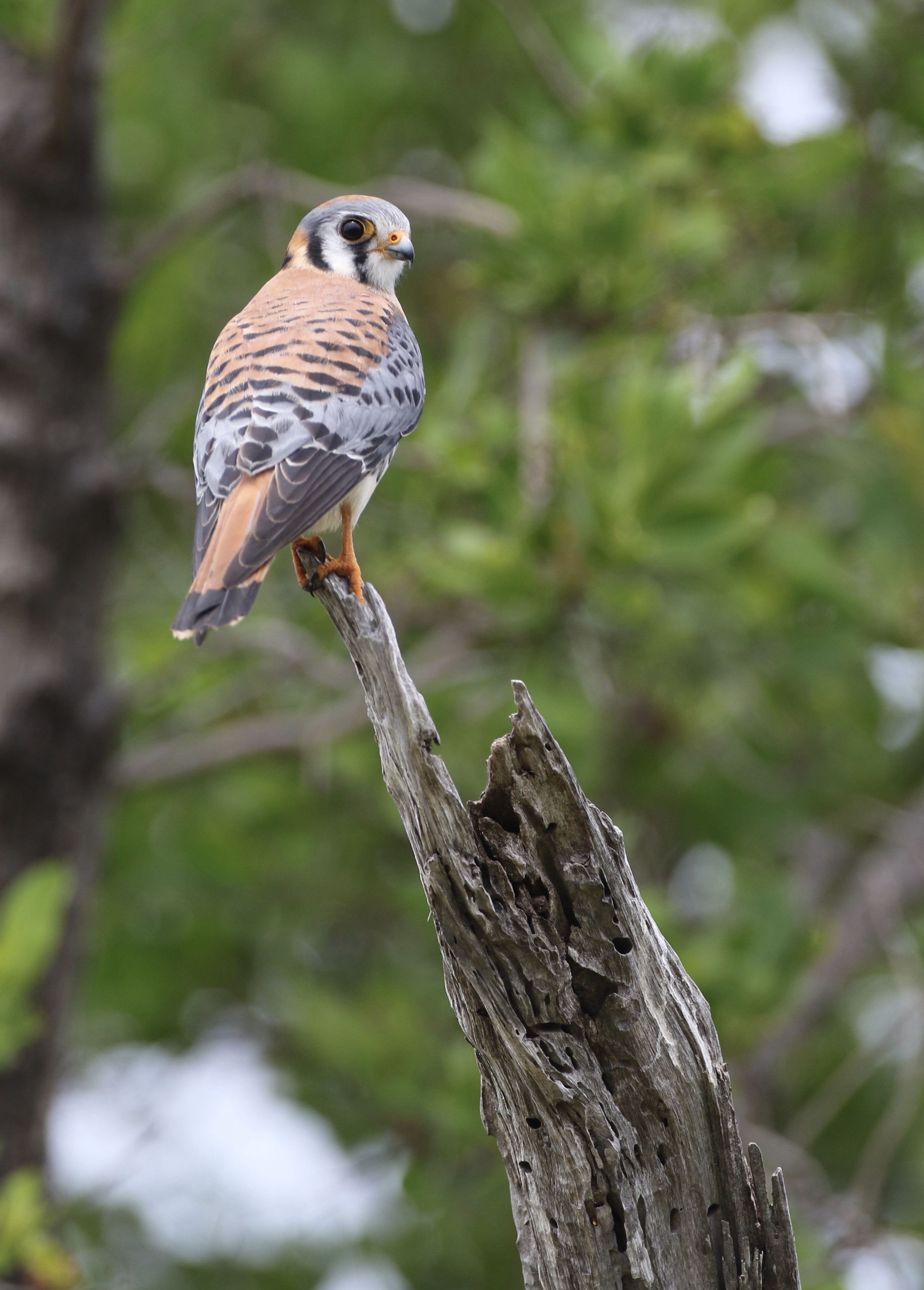 American Kestrel inside Fort Jefferson- one of 3 total over my stay