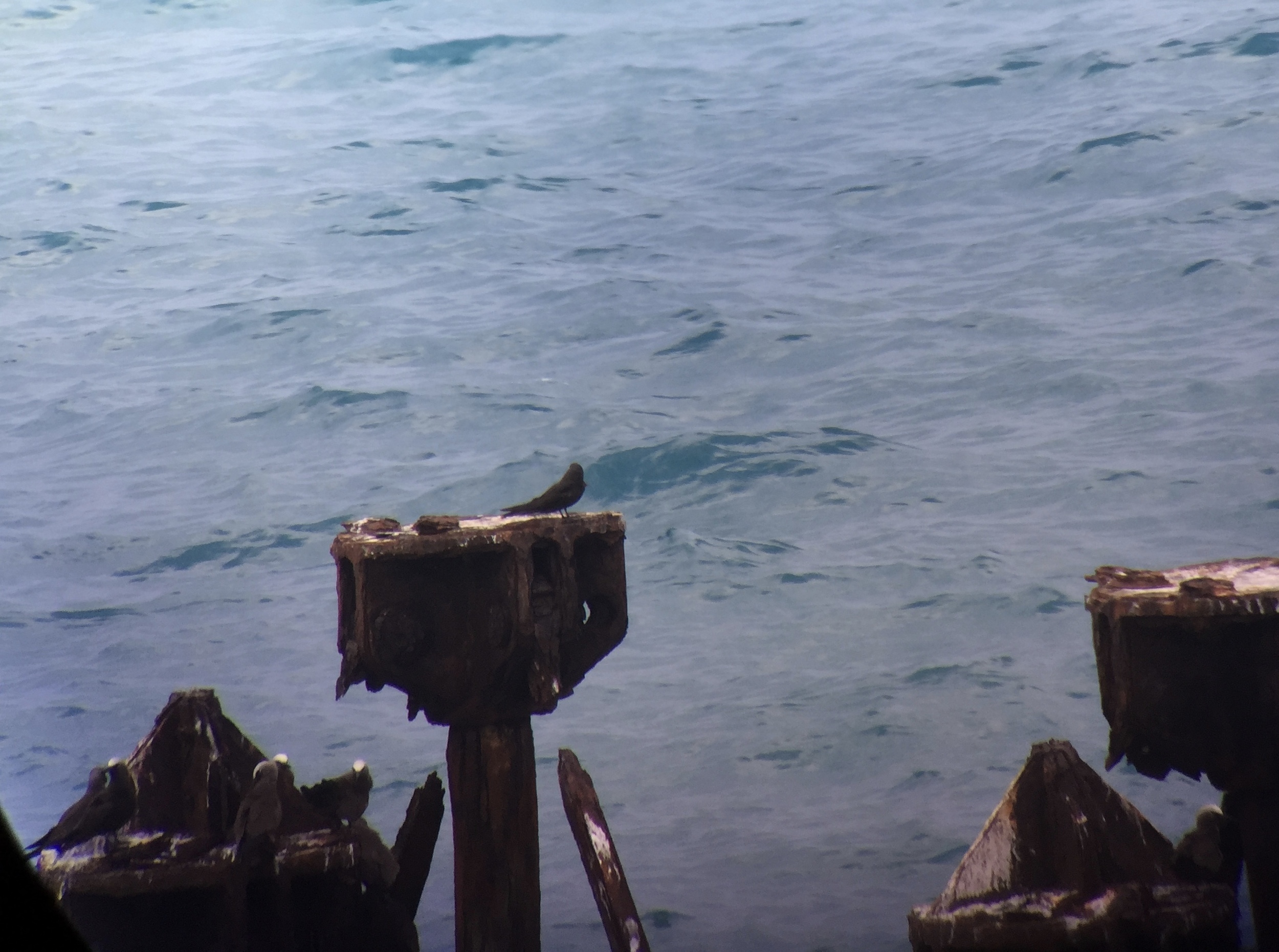 My first view of the Black Noddy, on the coaling docks of Fort Jefferson