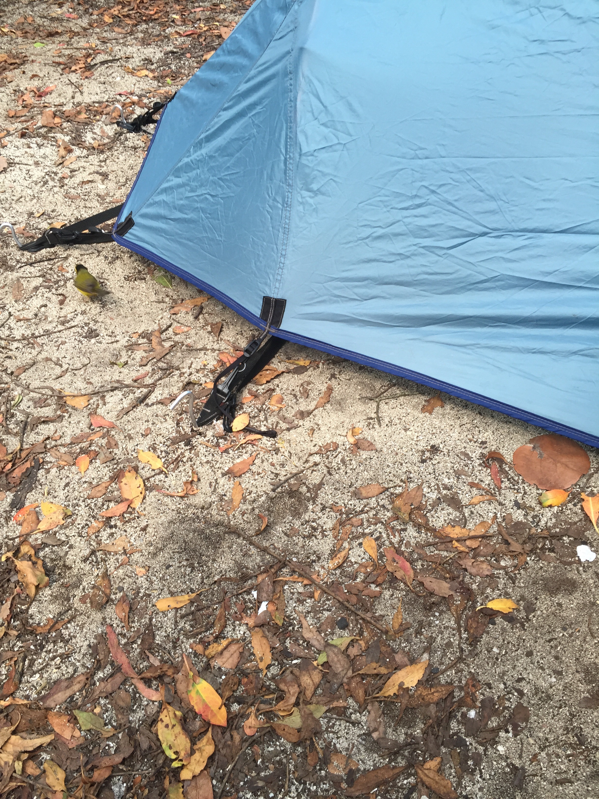 A Hooded Warbler explores the area around my tent