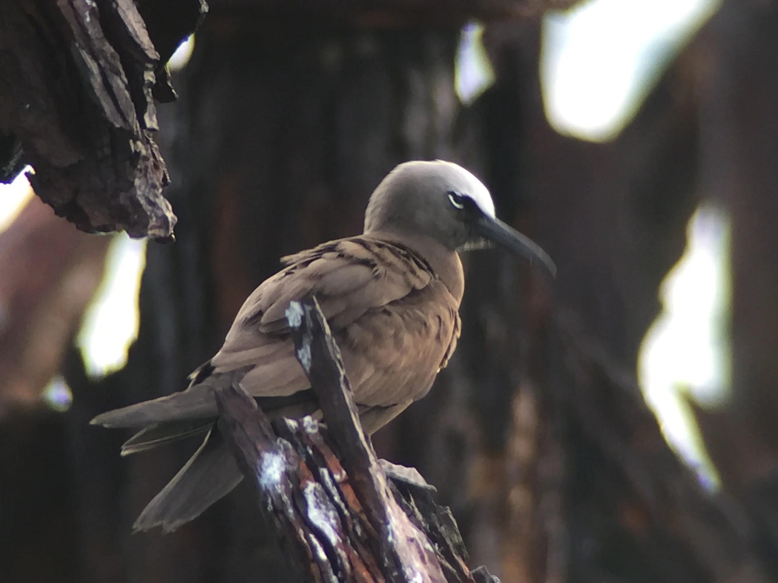 A Brown noddy Preens early in the morning on the dock